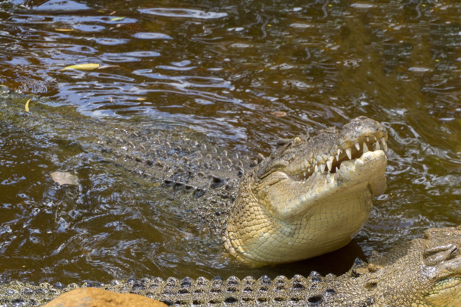 A saltwater crocodile in Far North Queensland, Australia