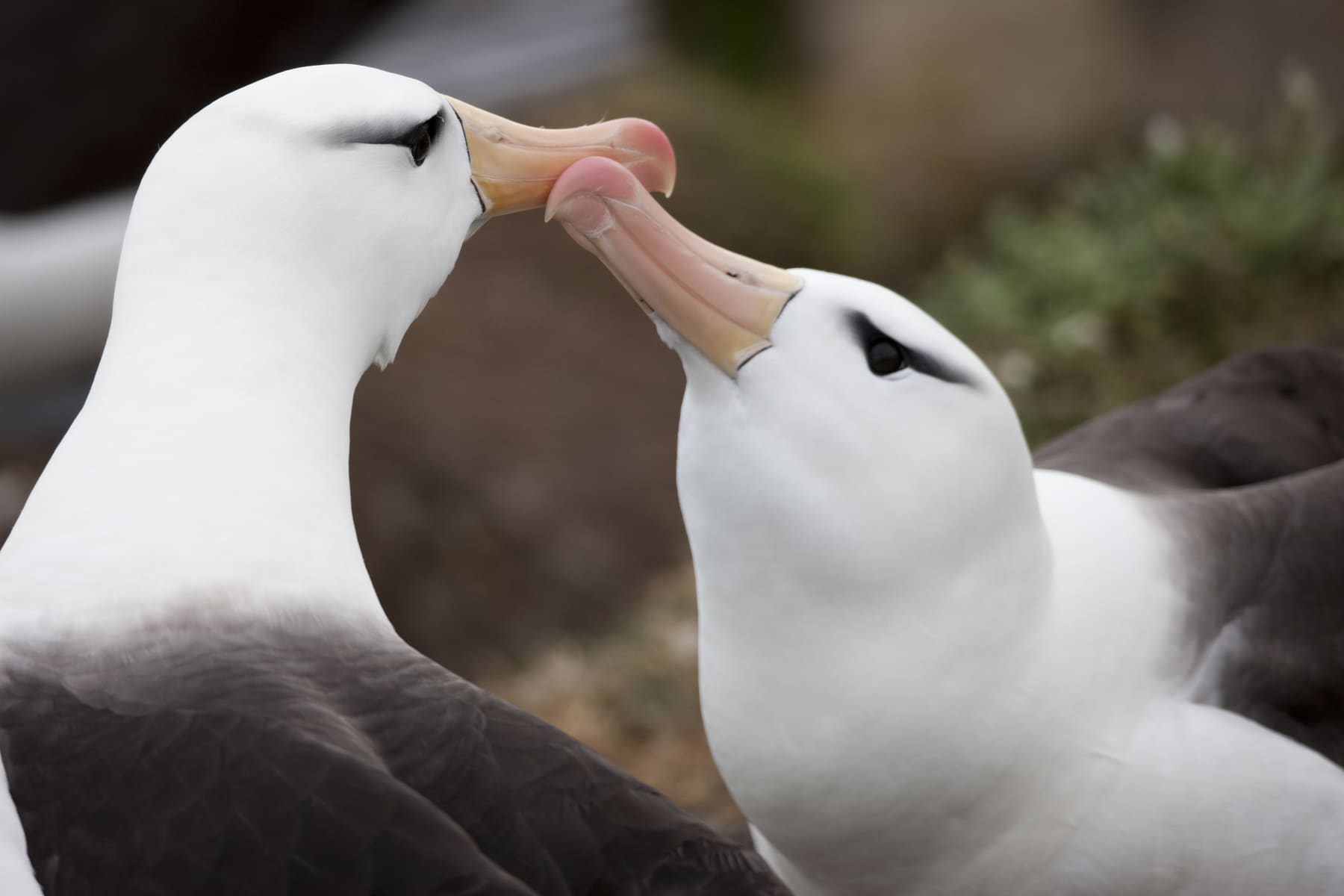A pair of black-browed albatrosses in a courtship display at their breeding colony