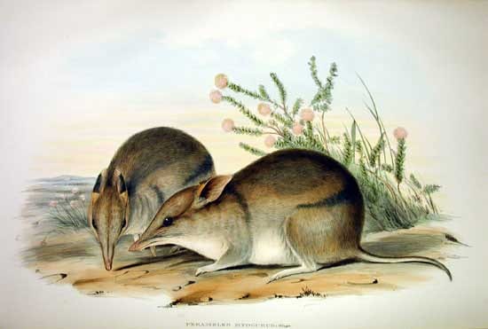 John Gould's 19th-century plate of a western barred bandicoot