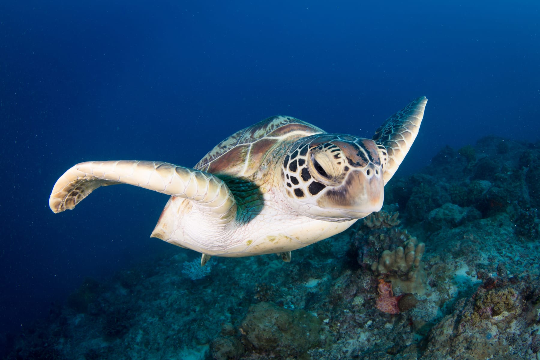 A green sea turtle swimming above healthy coral on the Great Barrier Reef