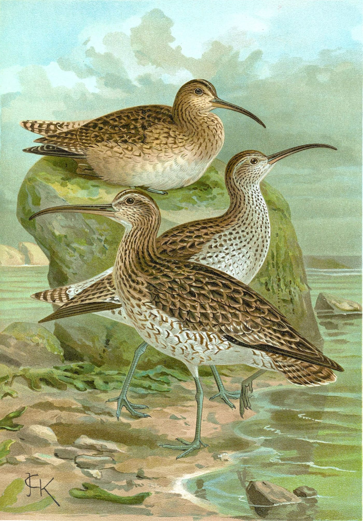 A 19th-century illustration of the slender-billed curlew, declared extinct in 2025