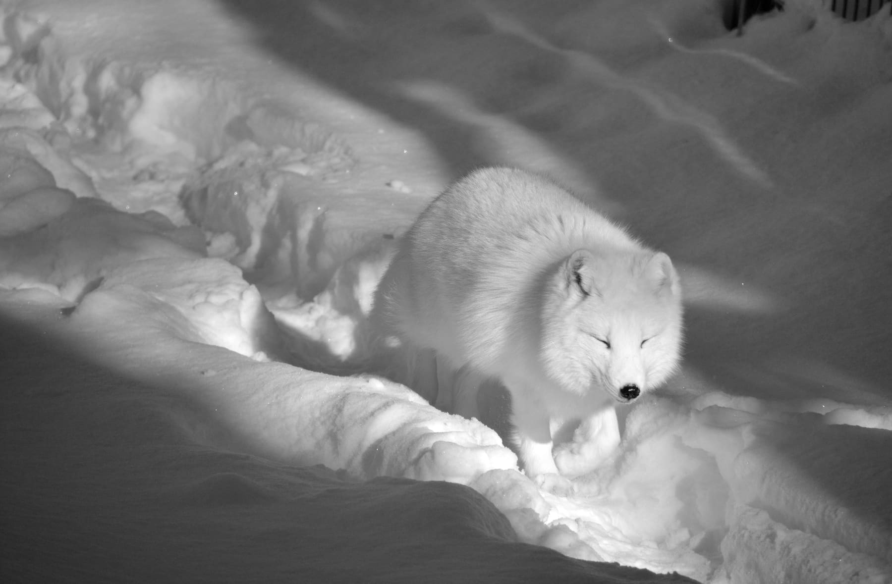 An arctic fox in white winter coat on snow