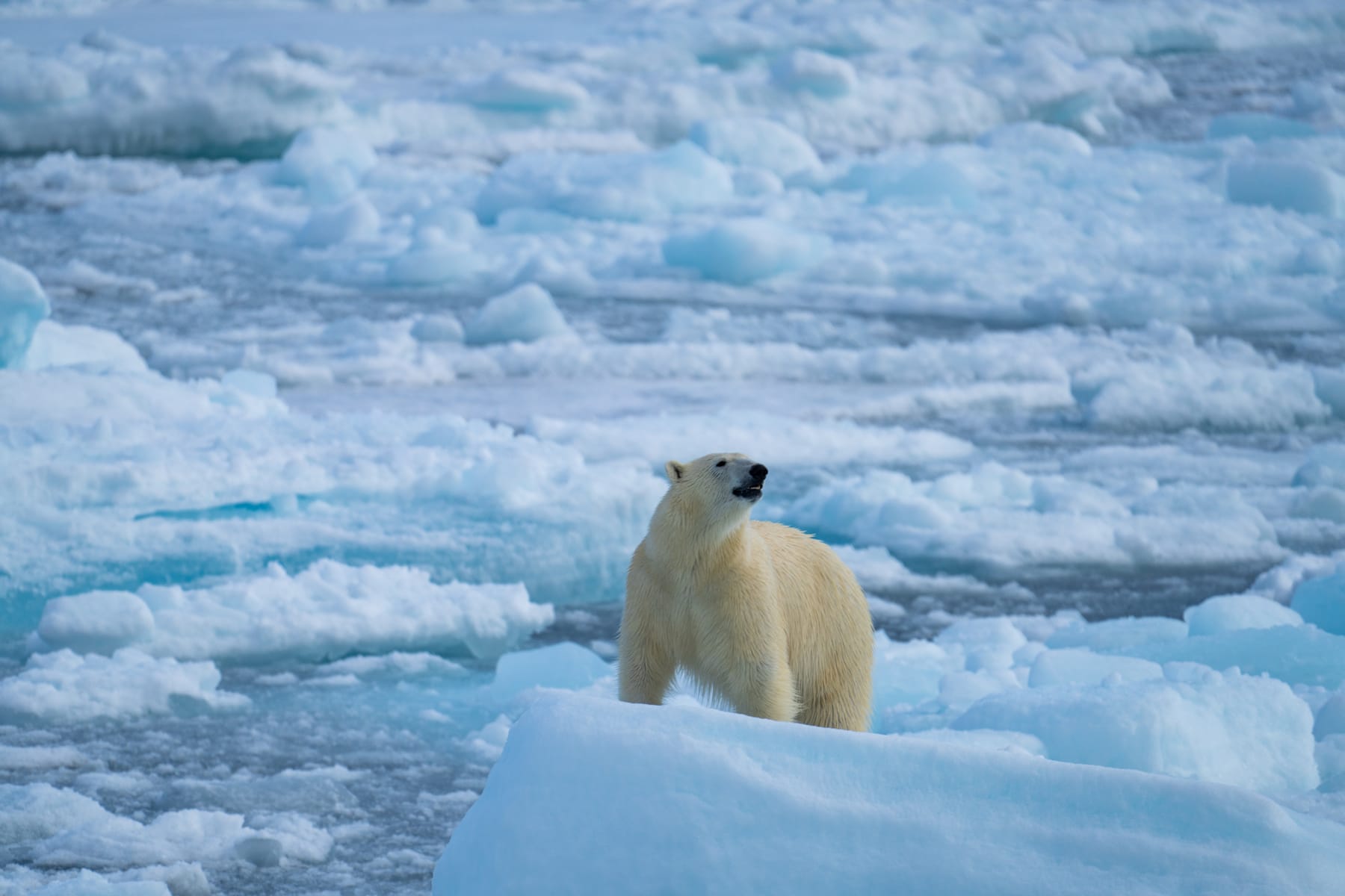 A polar bear on an iceberg at the edge of the sea ice north of Svalbard, Norway