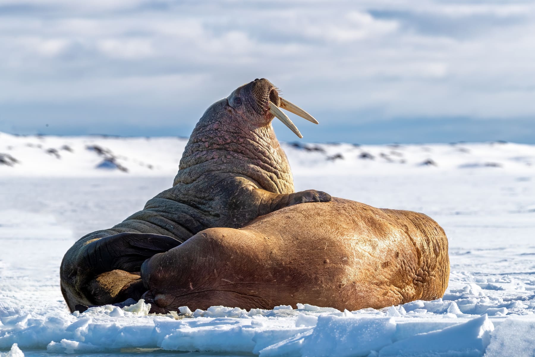 A pair of walruses hauled out on snow in Svalbard