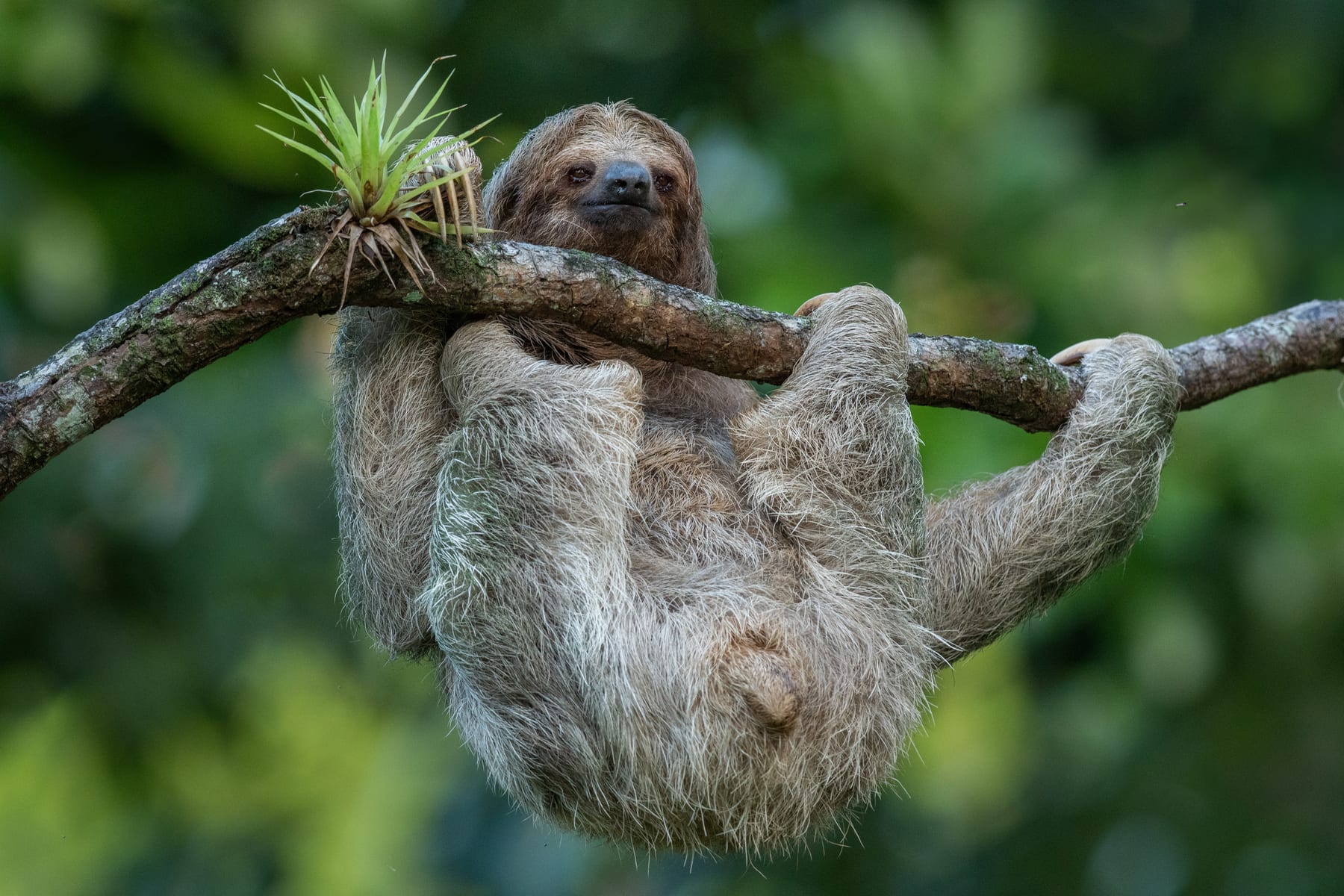 A brown-throated three-toed sloth hanging from a branch in the Costa Rican rainforest