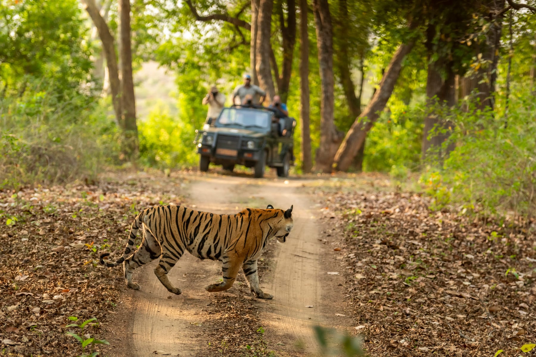 A wild Bengal tiger crossing a forest road in Bandhavgarh National Park, India
