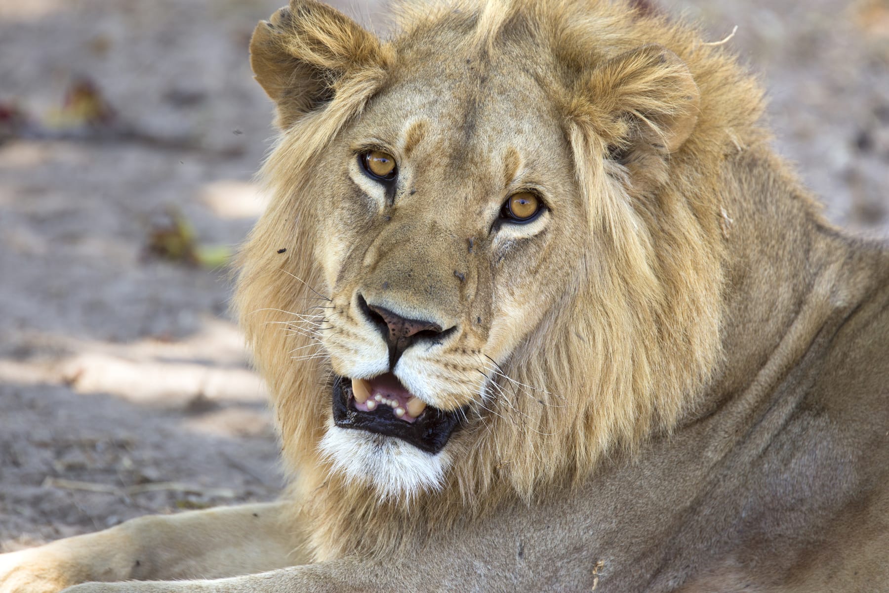 A wild male lion in profile