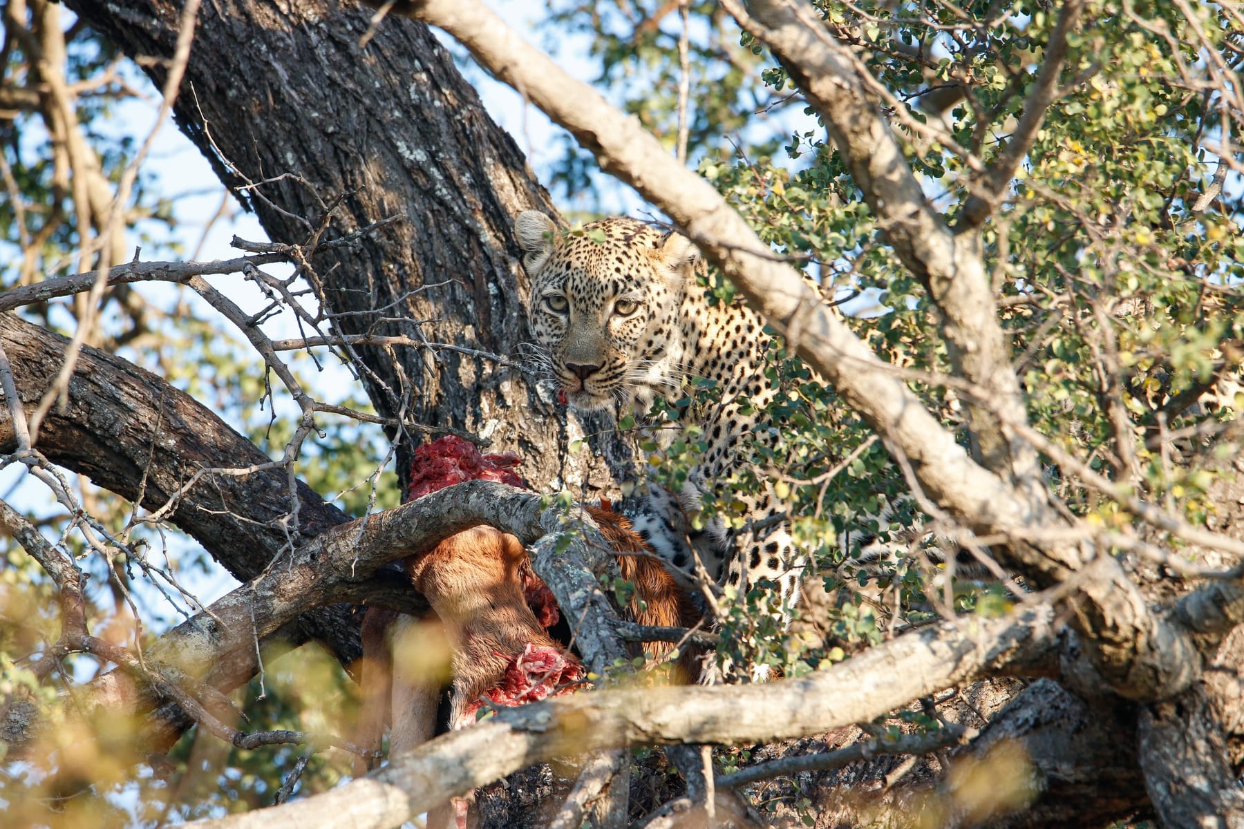 A leopard resting in a tree in Kruger National Park