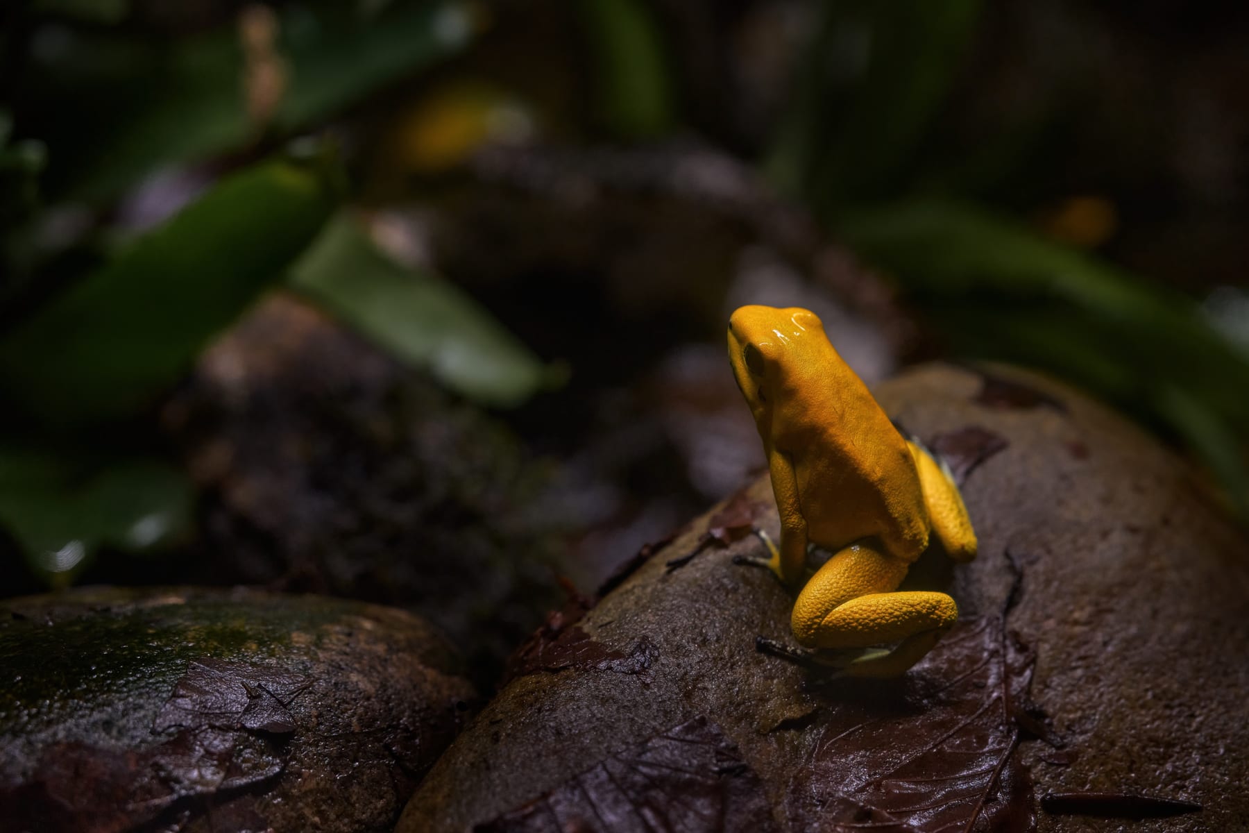 A golden poison frog on a leaf in Colombia