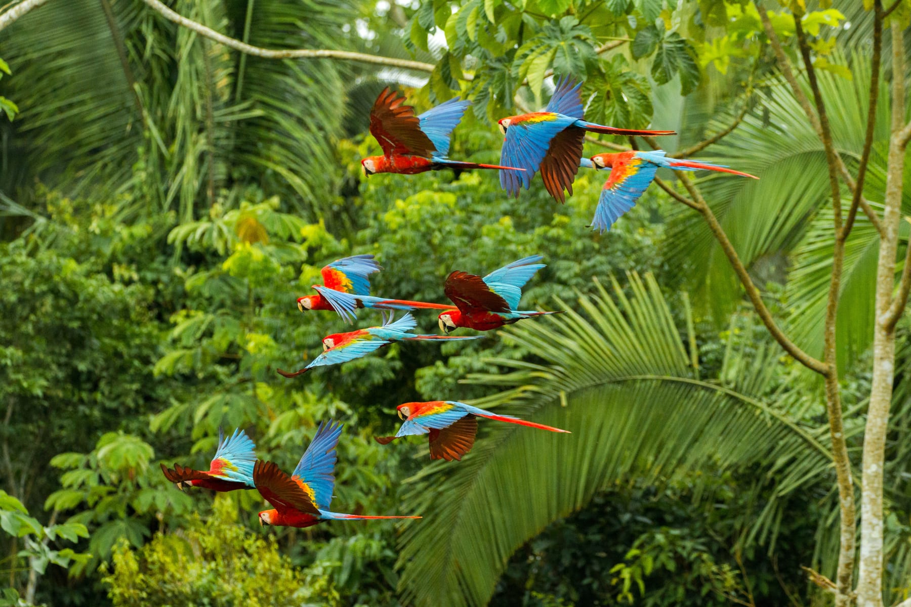 Scarlet and red-and-green macaws in flight near a clay lick in Manu National Park, Peru