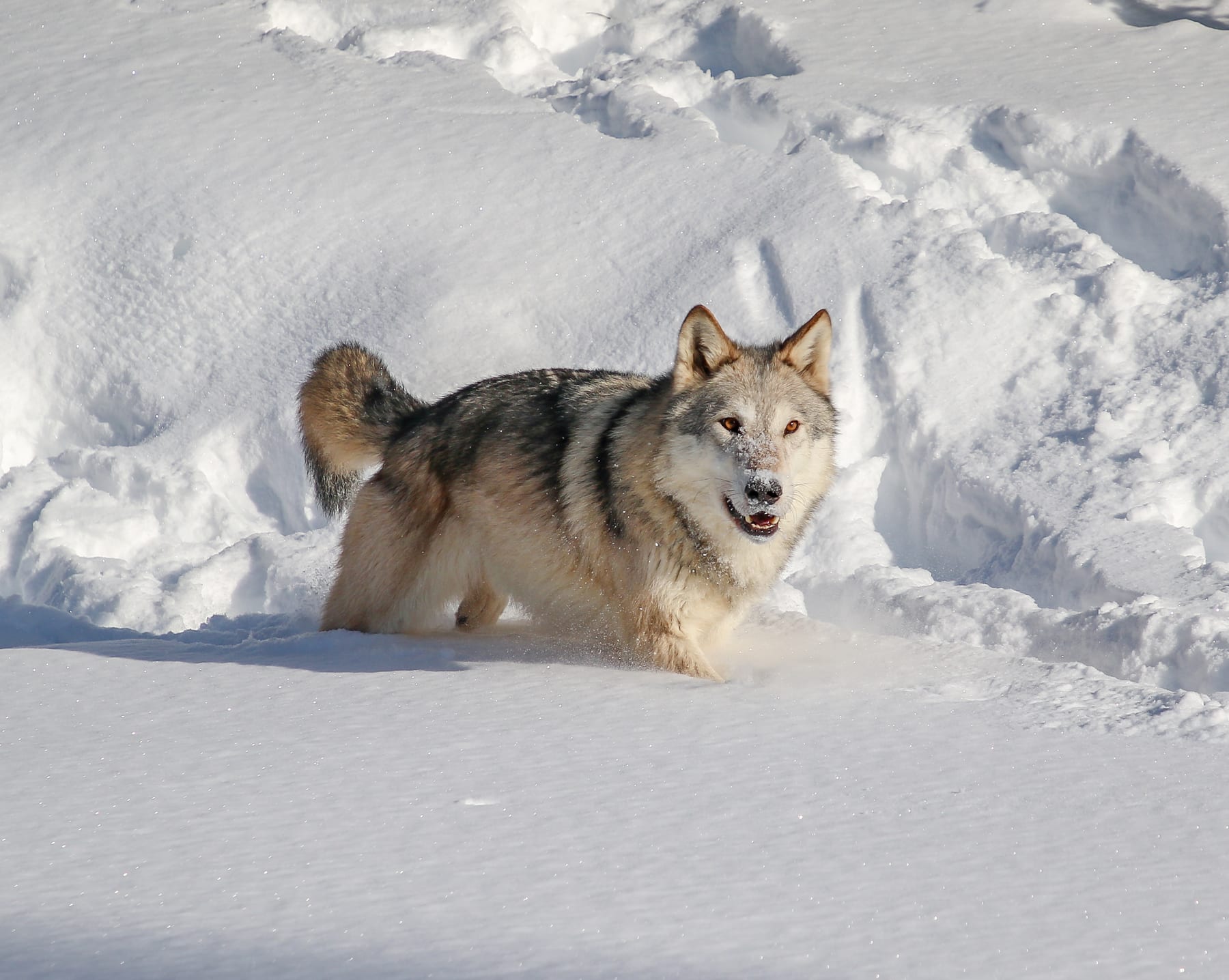 A gray wolf in heavy snow, the species whose genome was edited in the dire wolf project