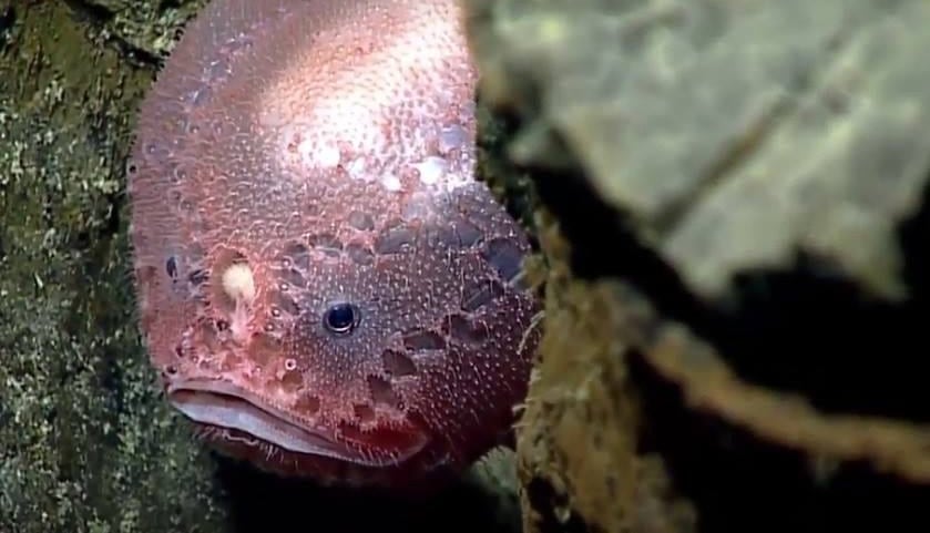 A coffinfish resting on the seafloor, recorded by NOAA Okeanos Explorer