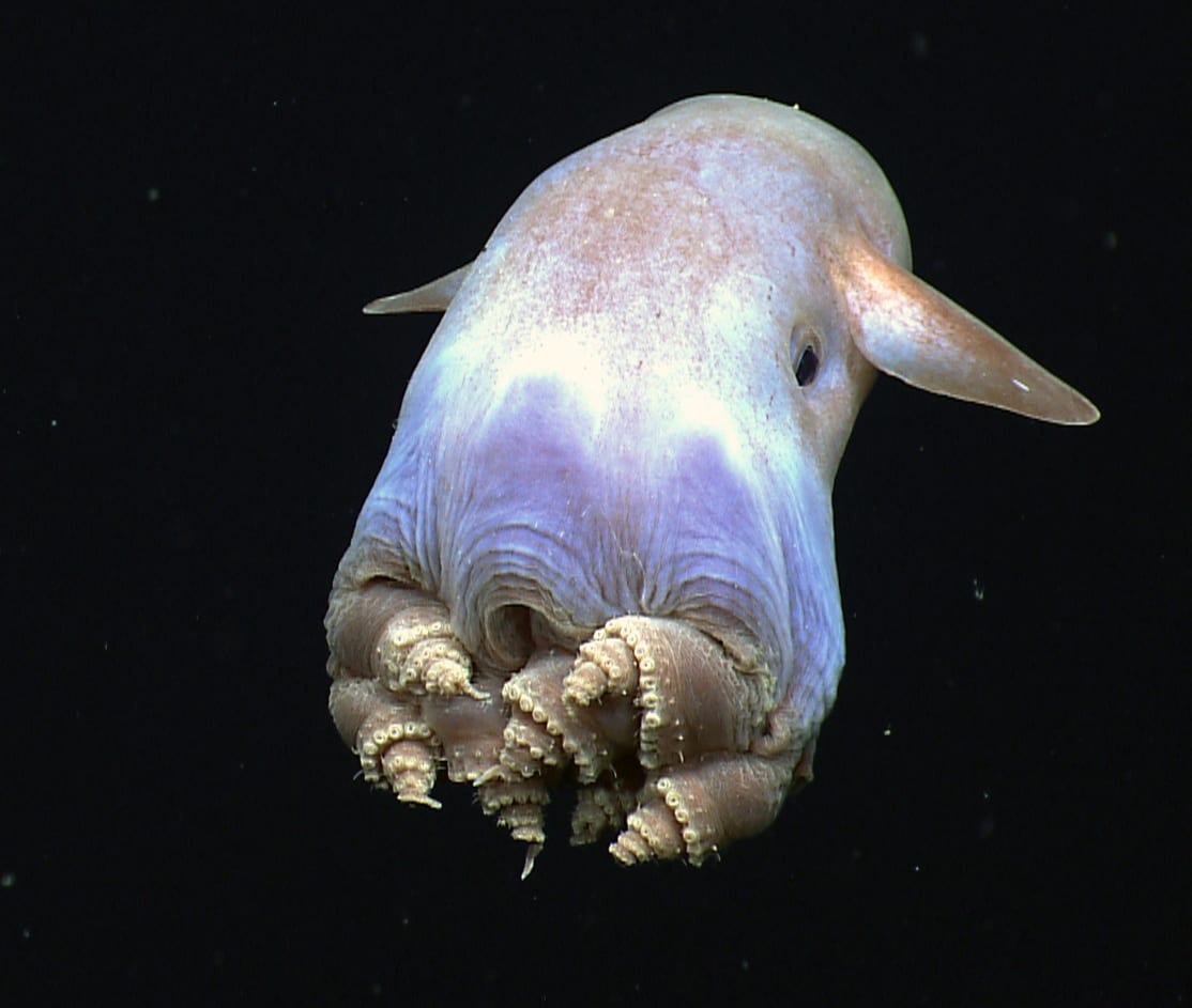 A dumbo octopus recorded by NOAA Okeanos Explorer in the deep ocean