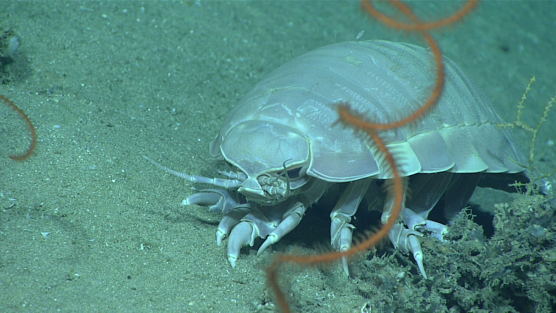 A giant isopod photographed by NOAA
