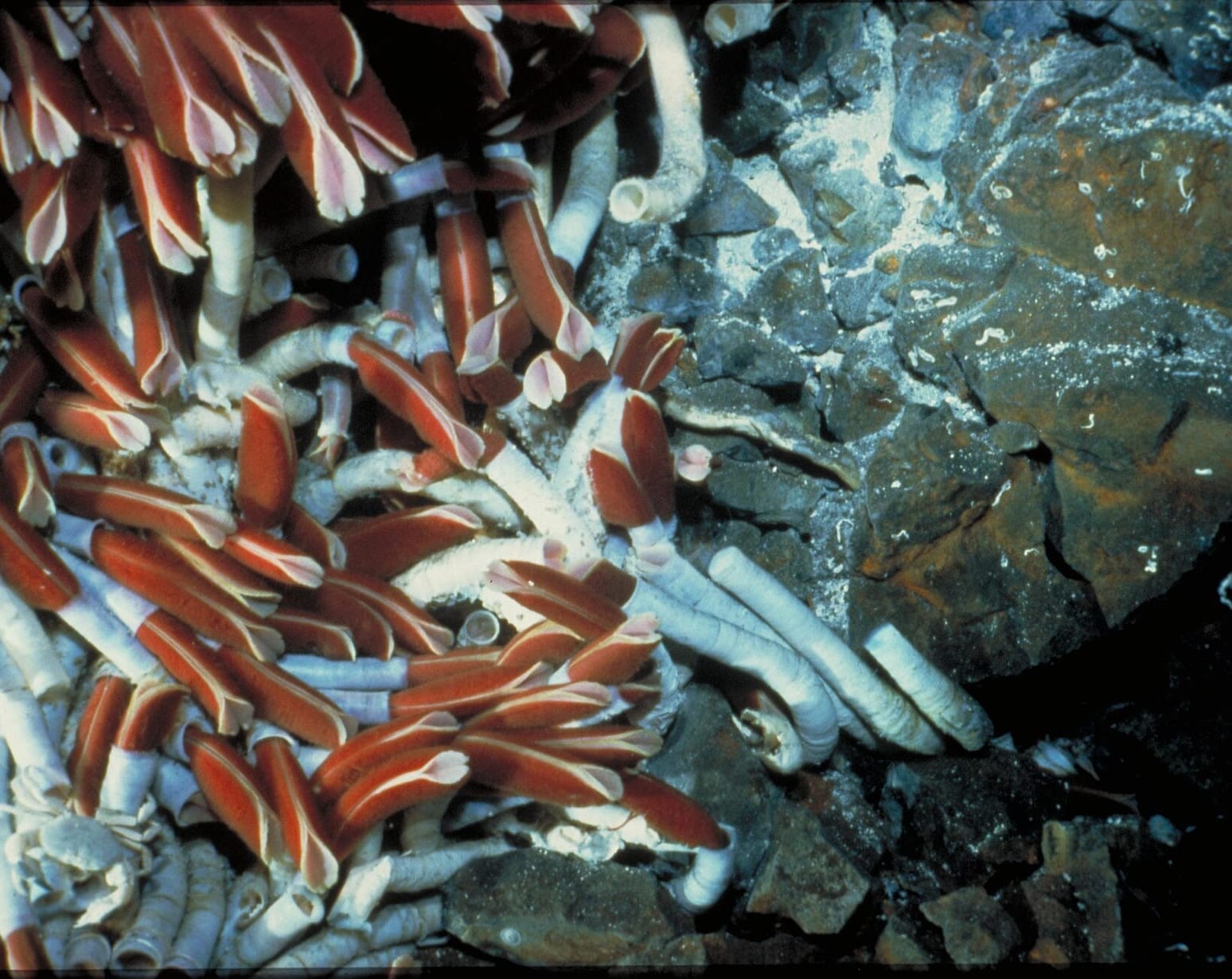 Giant tube worms at a hydrothermal vent