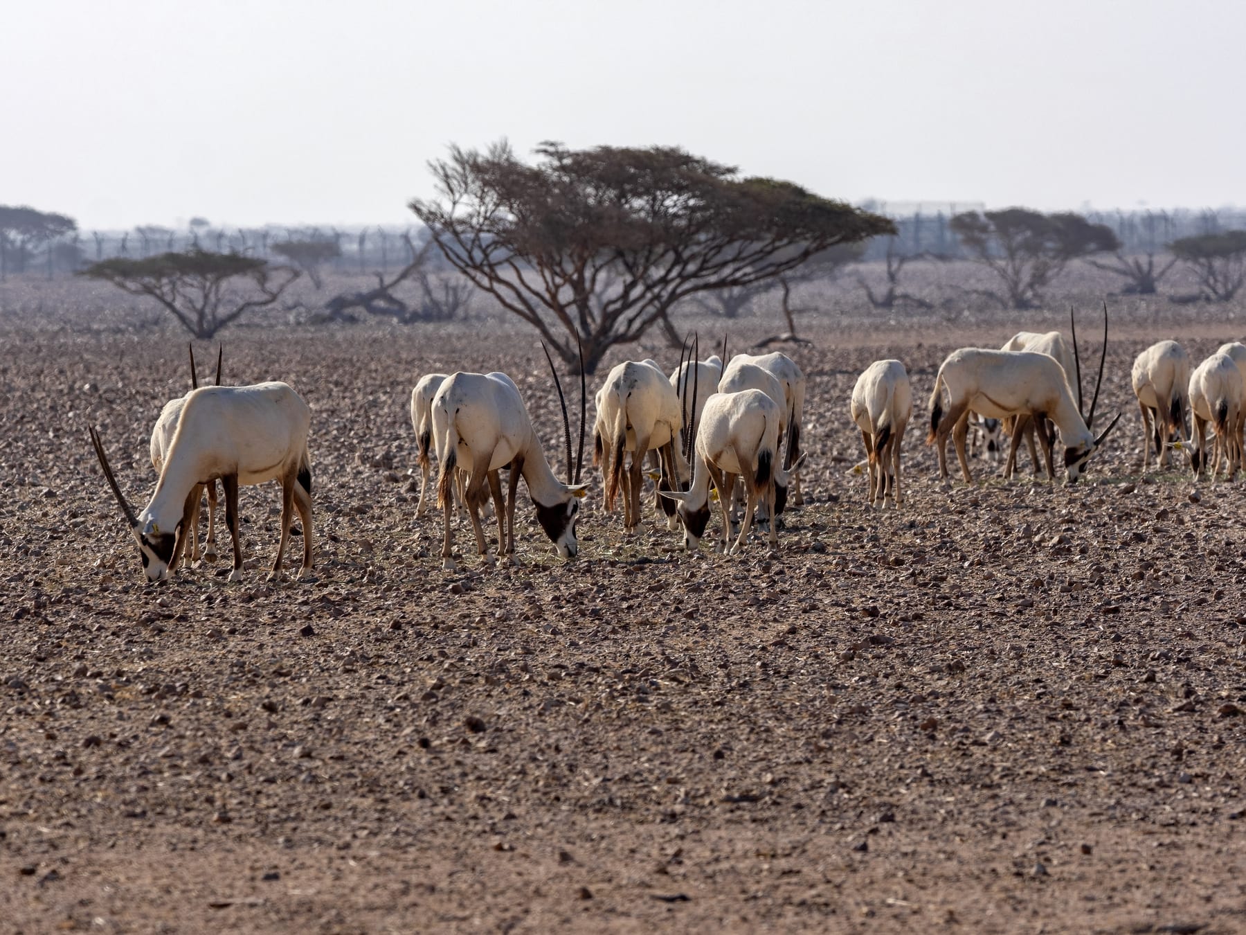 A breeding group of Arabian oryx at Al Wusta Wildlife Reserve, Oman