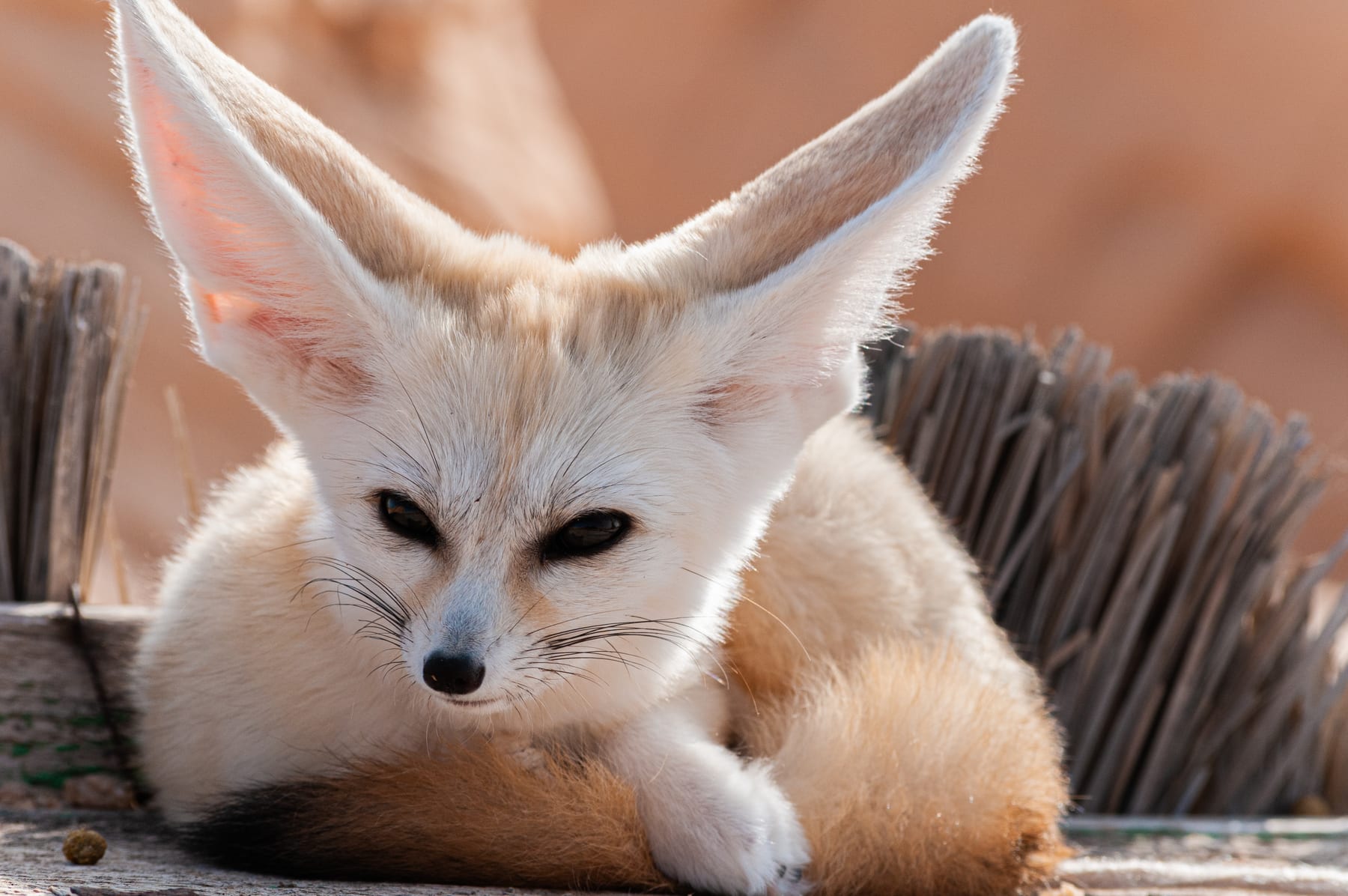 A fennec fox in the Sahara desert in Tunisia