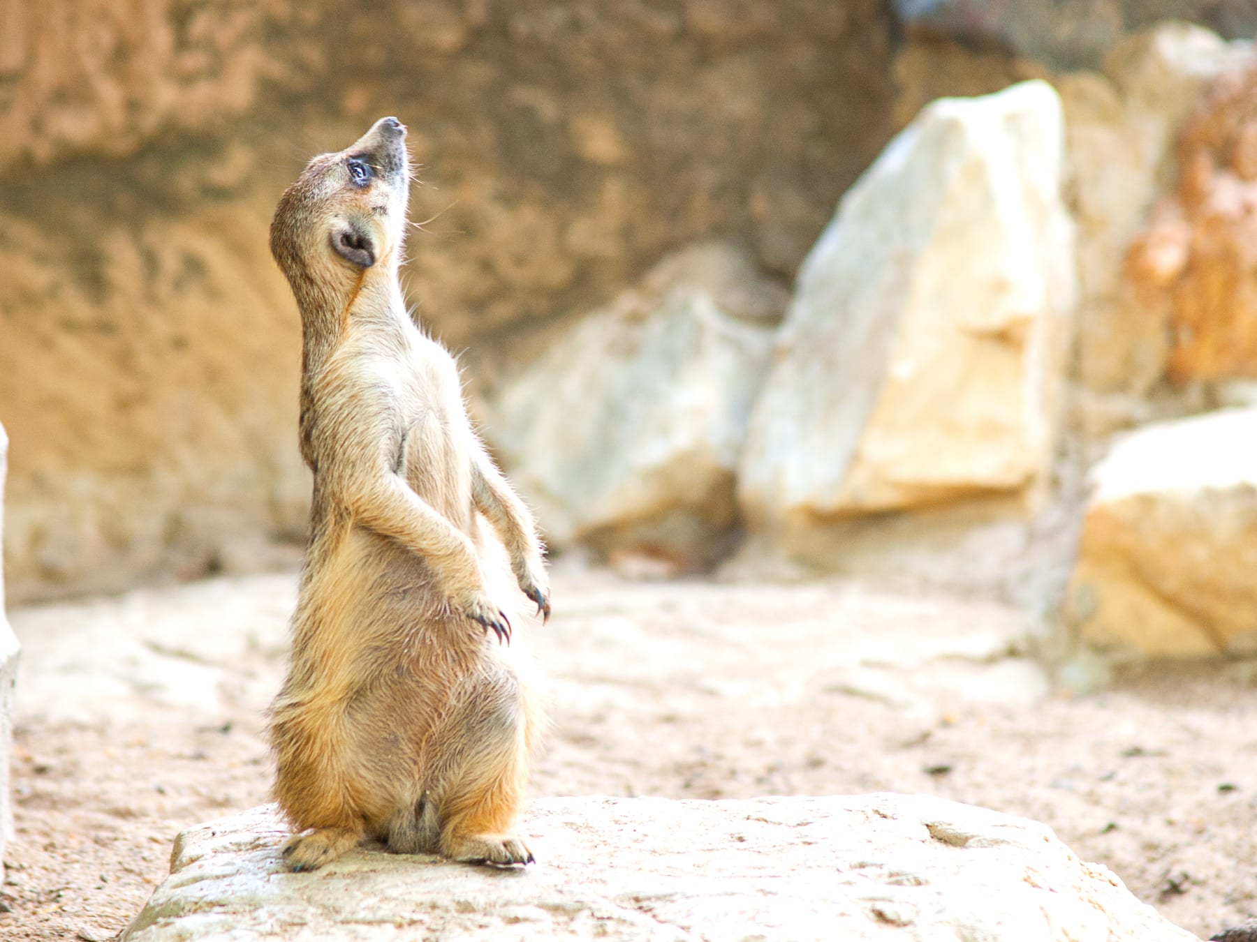 An alert meerkat standing on guard in the Kalahari desert