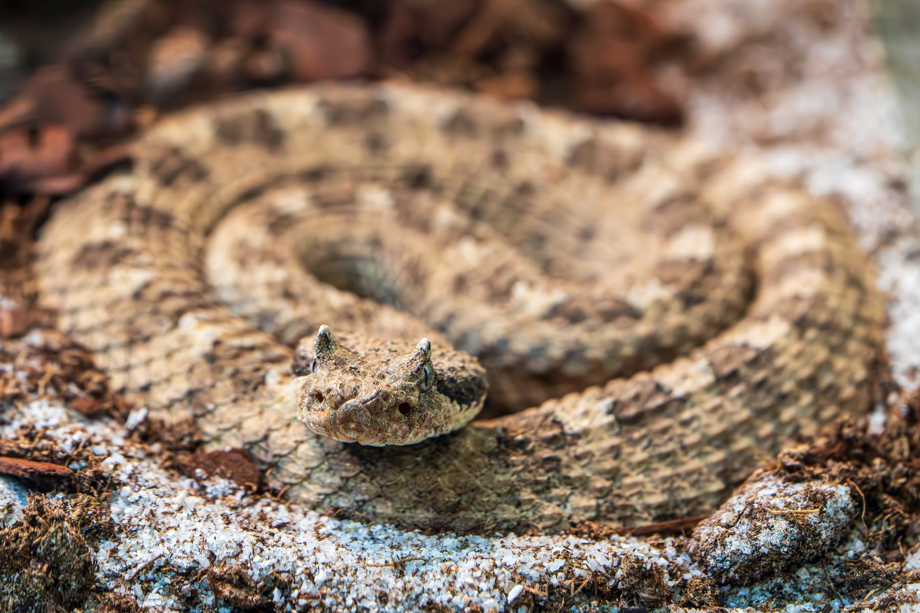 A sidewinder rattlesnake coiled on desert sand