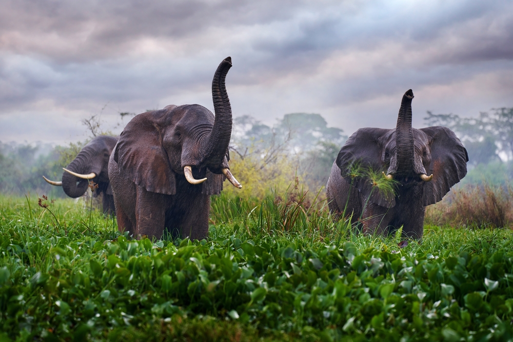 An elephant feeding on vegetation