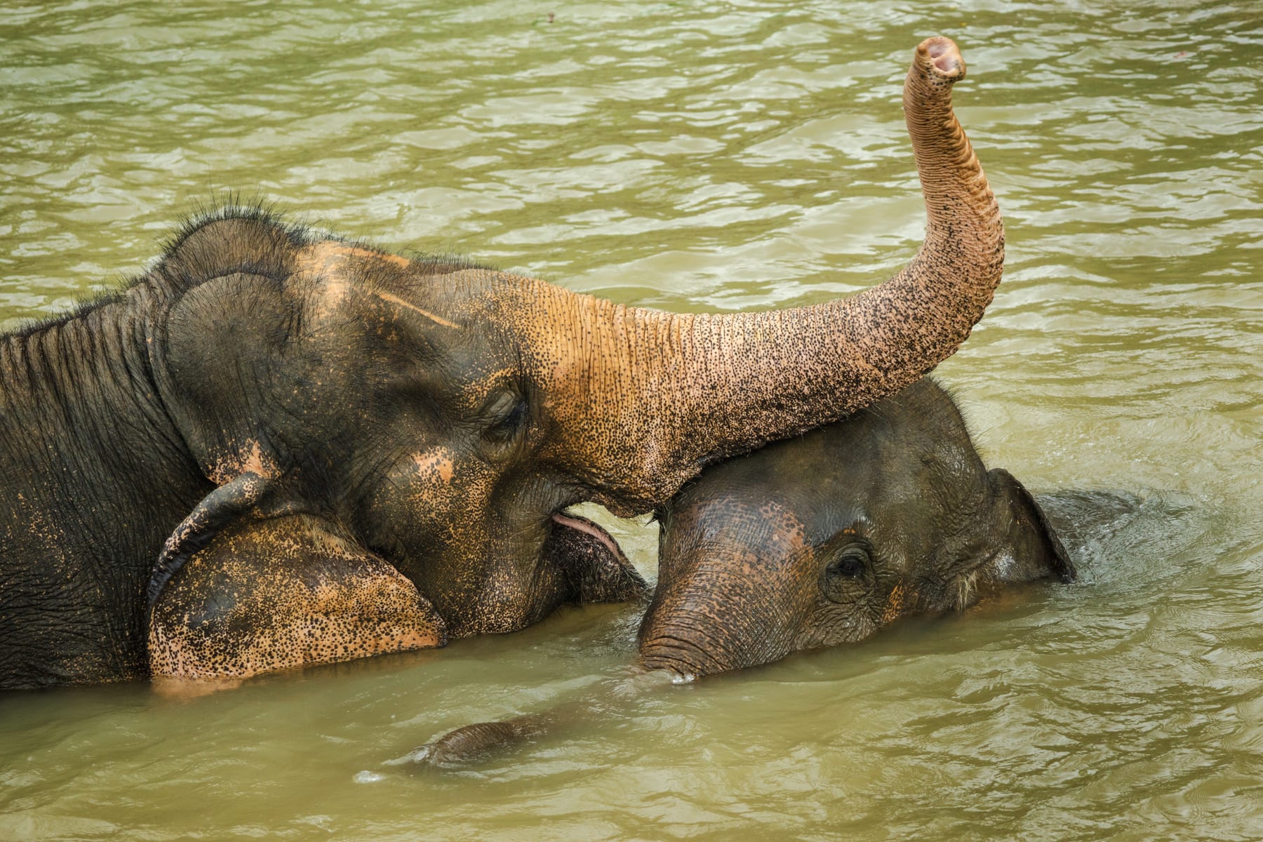 An adult Asian elephant touching a calf with its trunk in a river in Thailand