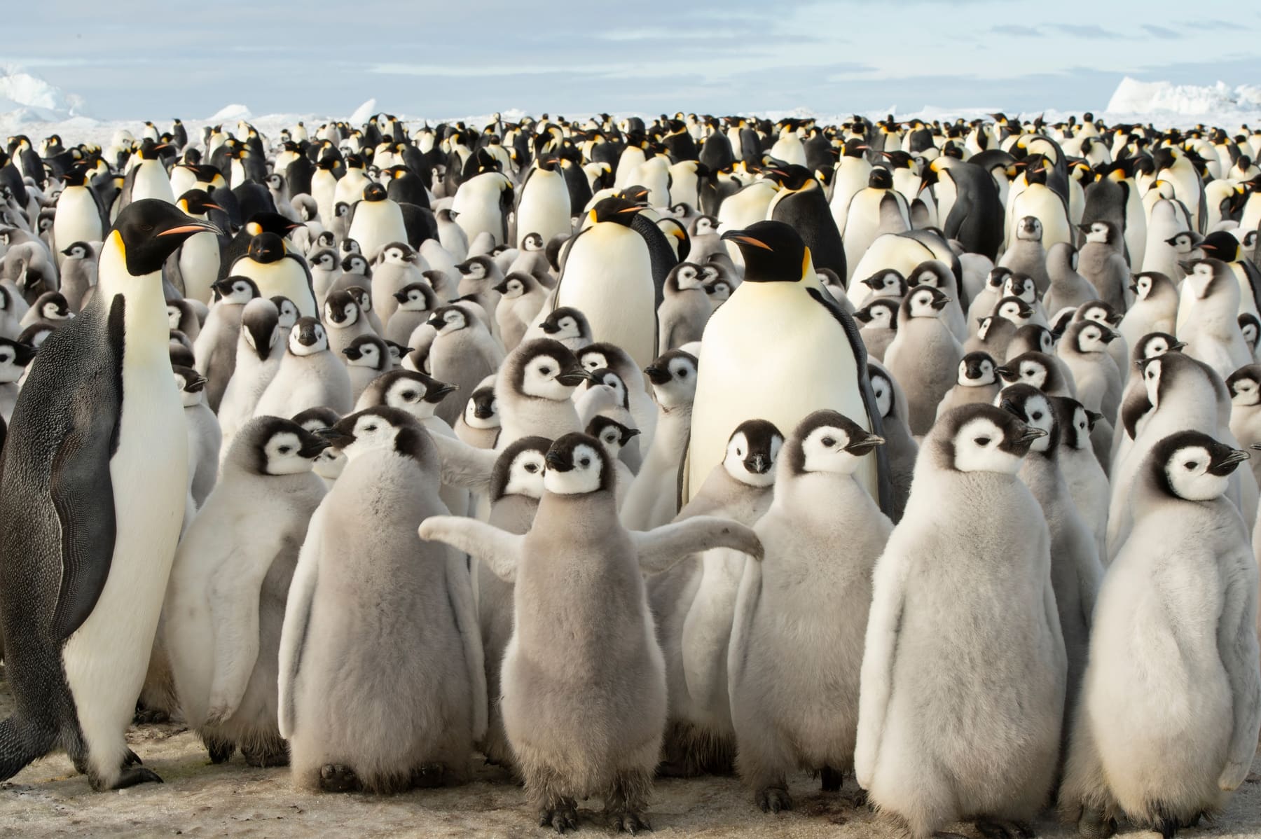 An emperor penguin colony at Snow Hill Island, Antarctica