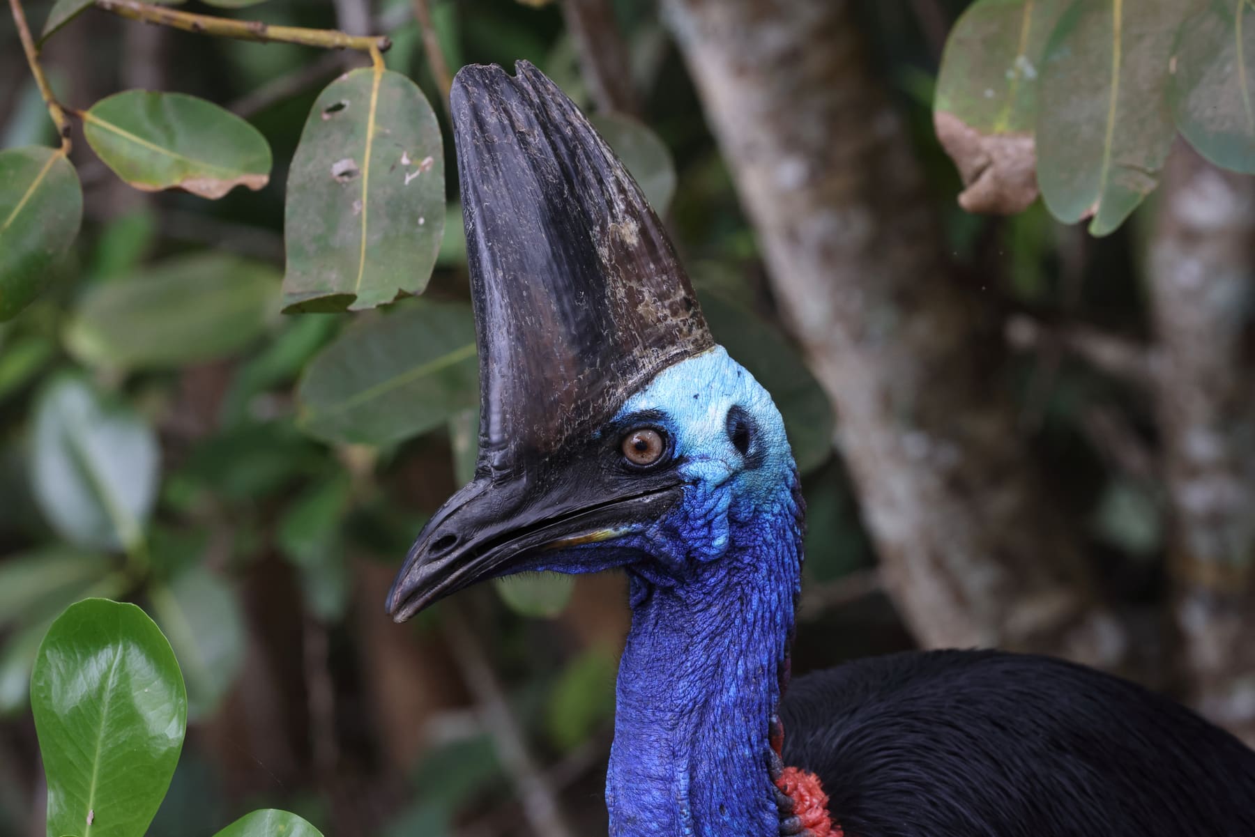 A southern cassowary in rainforest in Queensland, Australia