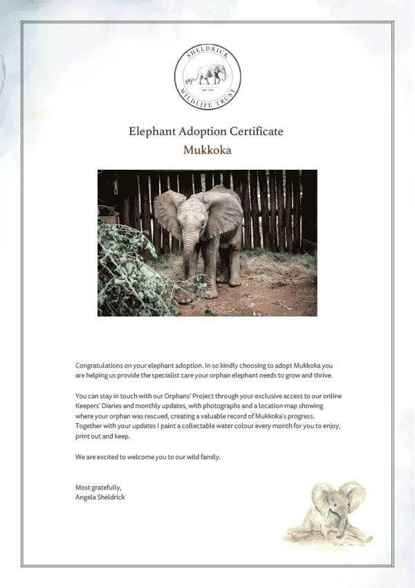 A Sheldrick Wildlife Trust elephant adoption certificate for an orphaned calf named Mukkoka