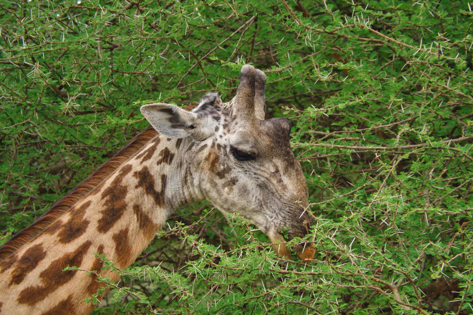 Giraffes in Tsavo, Kenya