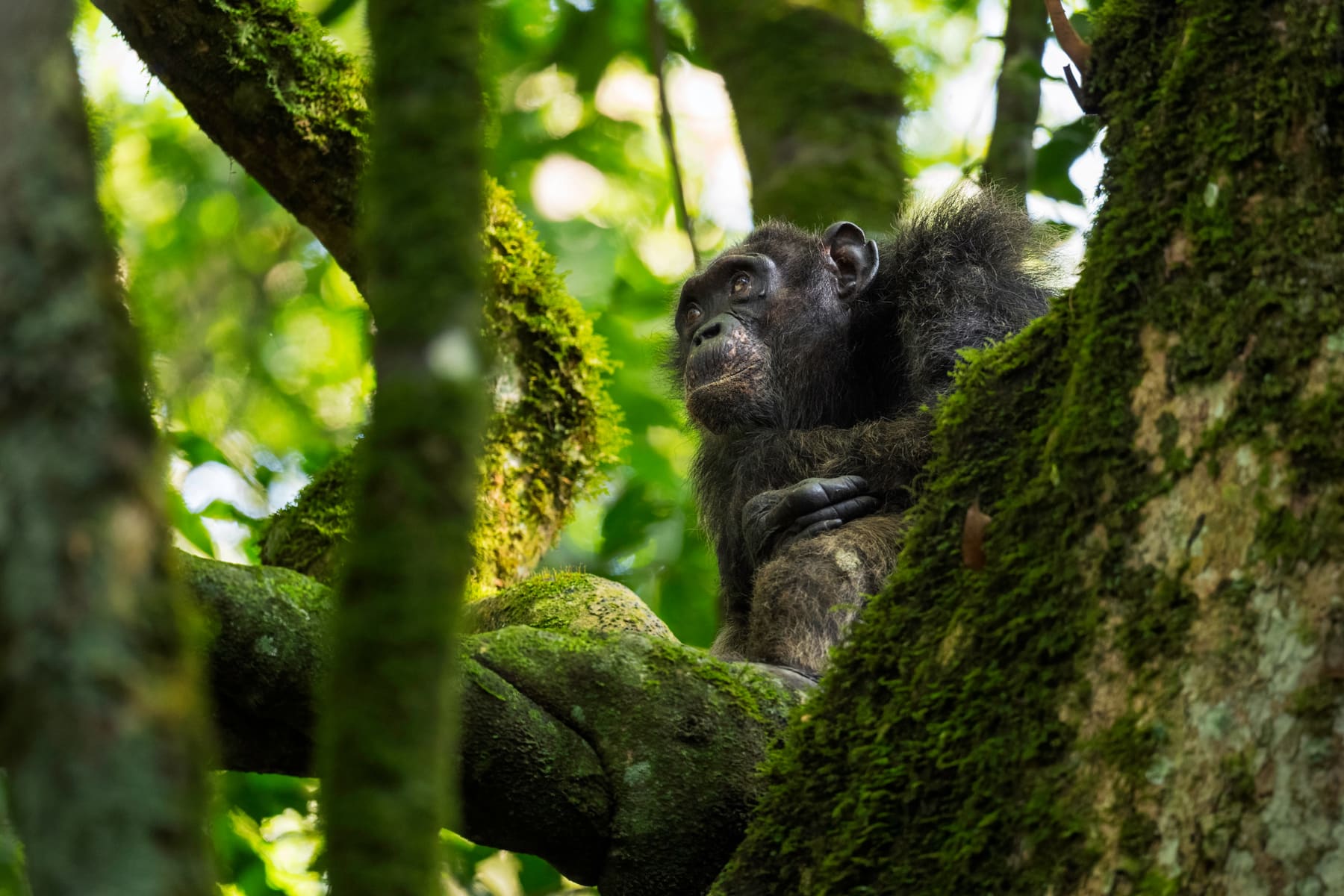 A chimpanzee in Kibale Forest, Uganda