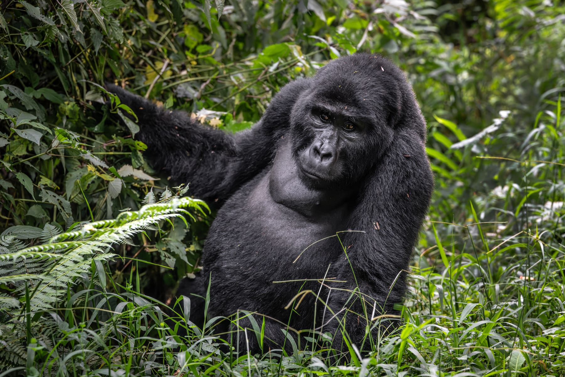 A silverback mountain gorilla in forest in Uganda