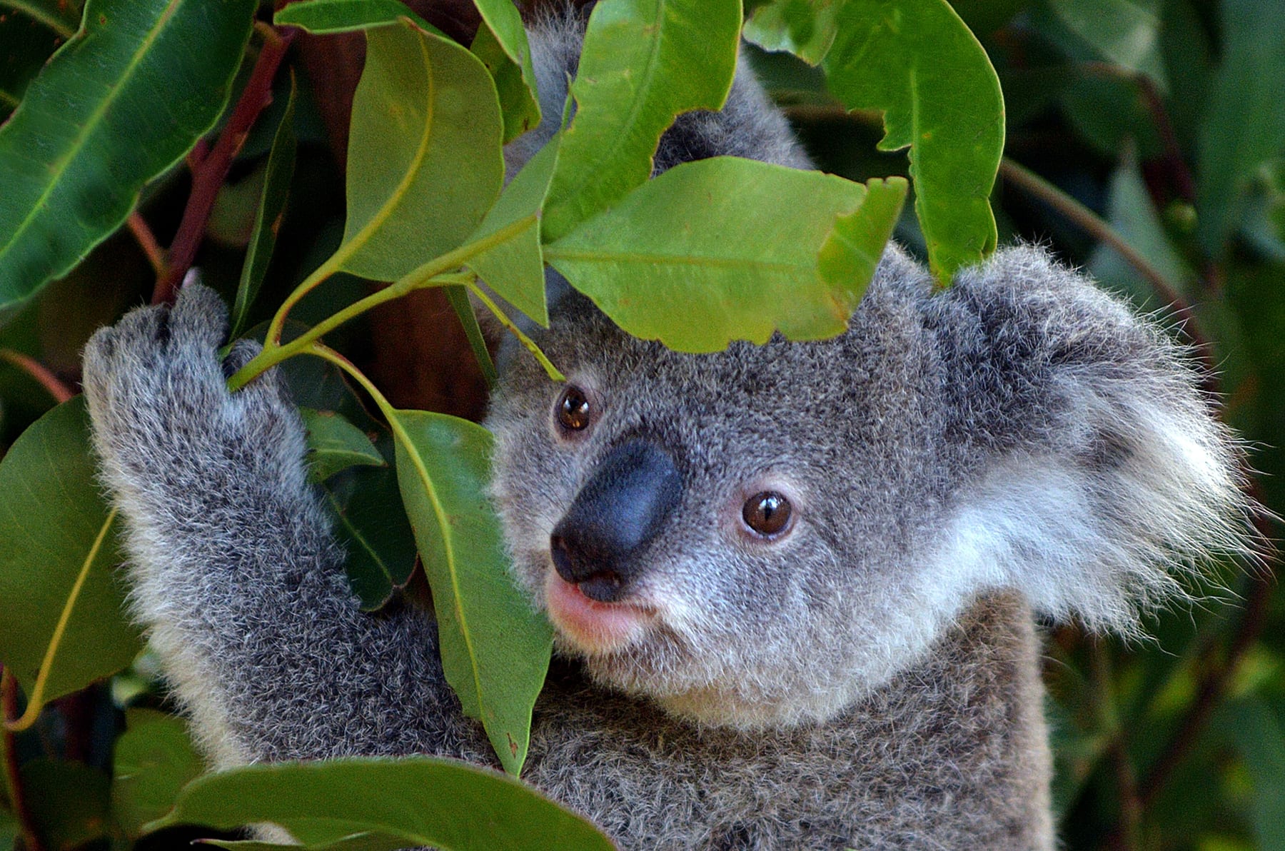 A koala joey climbing a eucalyptus in Queensland, Australia