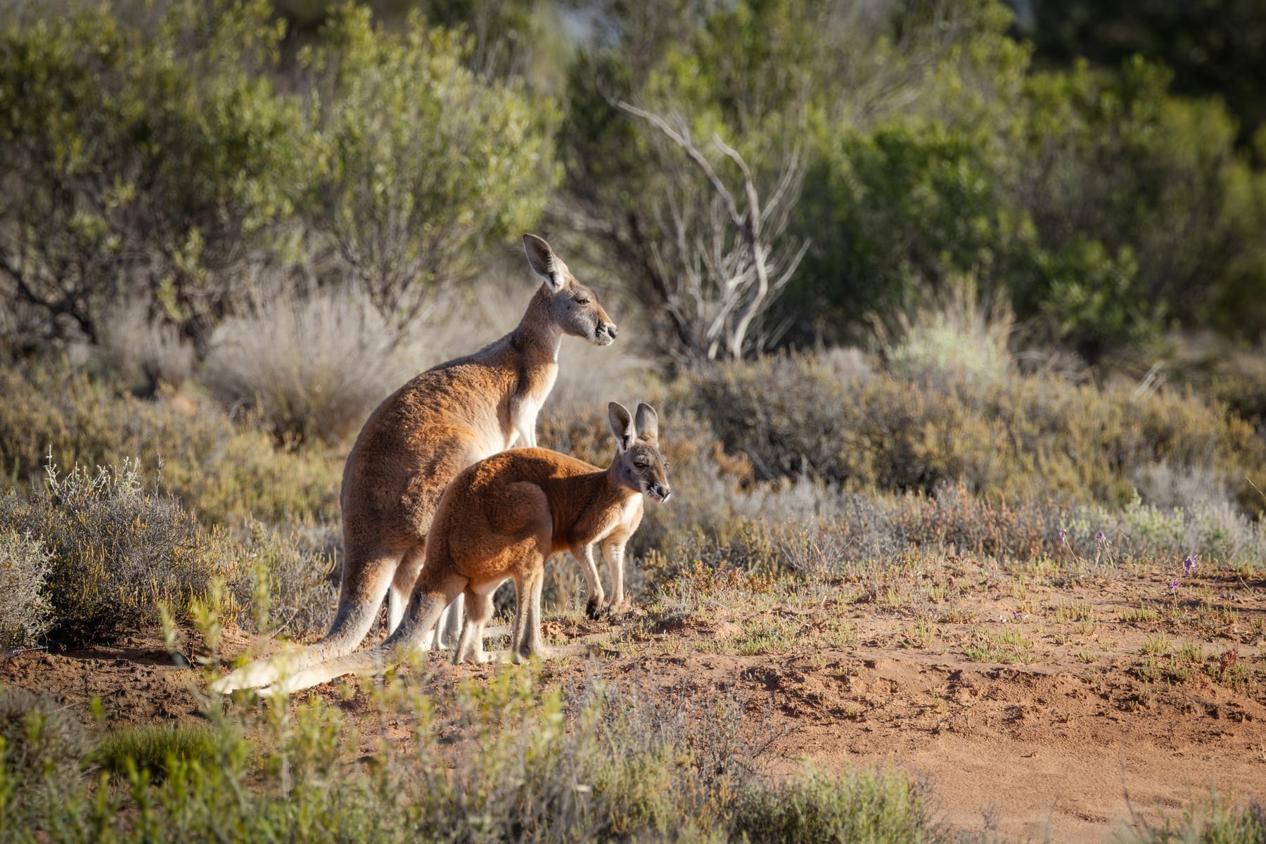 Two red kangaroos on samphire flats at Lake Bindegolly National Park, Queensland