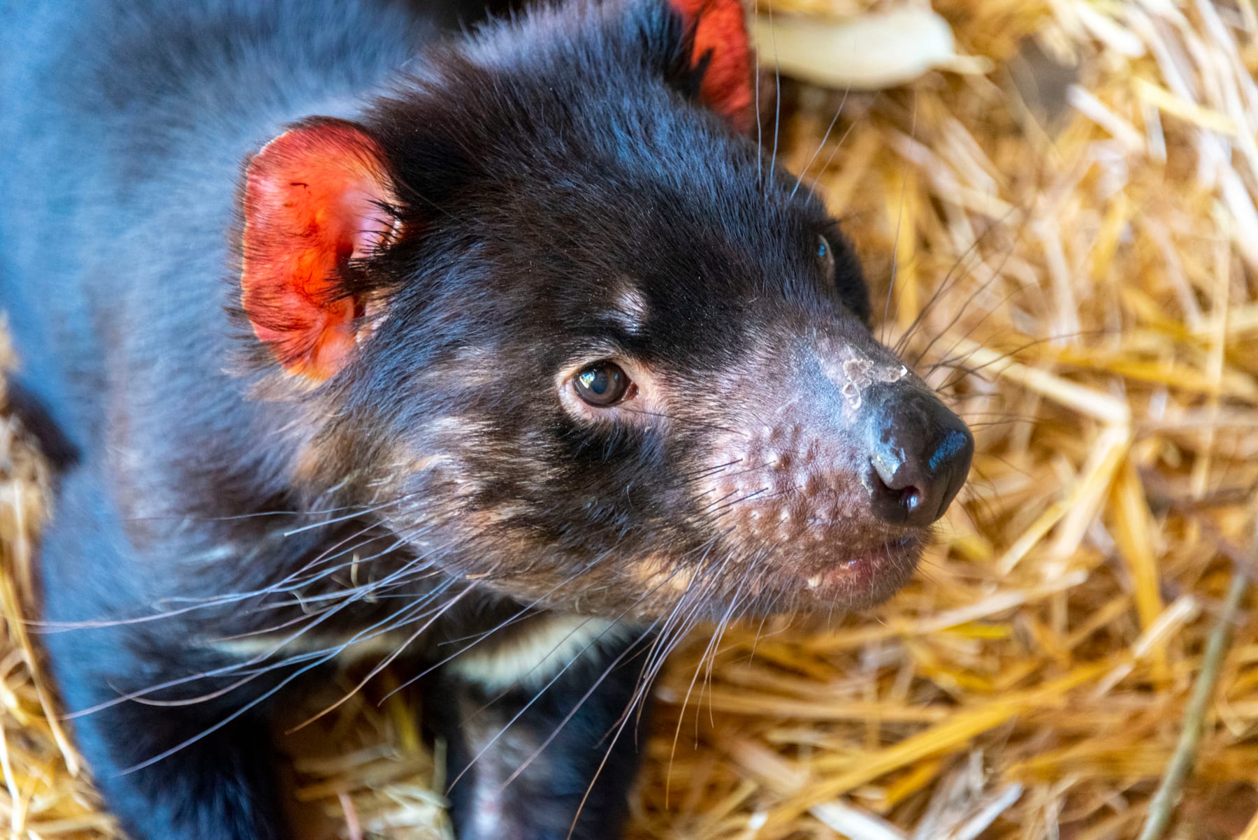 A Tasmanian devil on the east coast of Tasmania