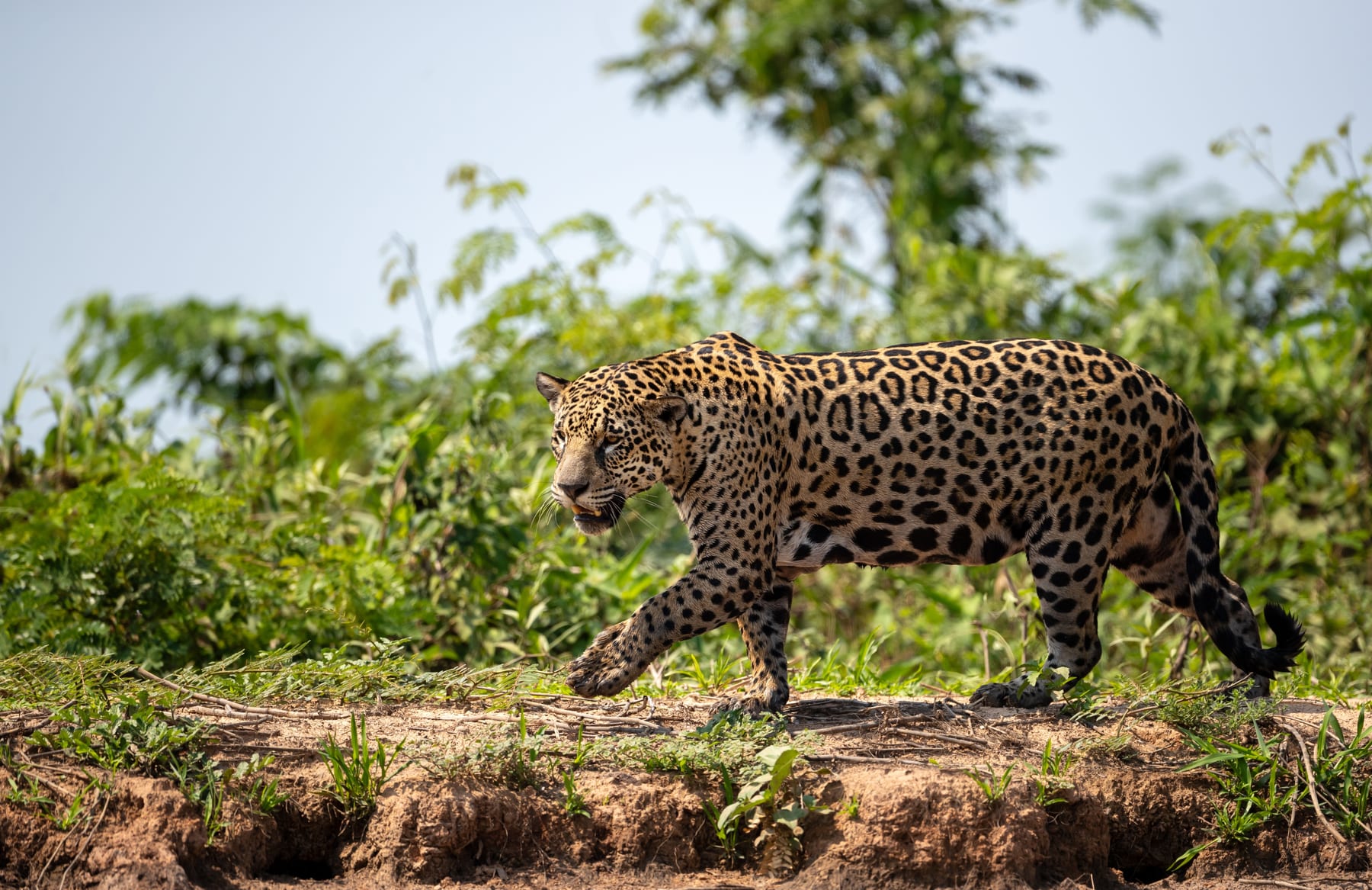 A jaguar walking a river bank in the Pantanal, Brazil