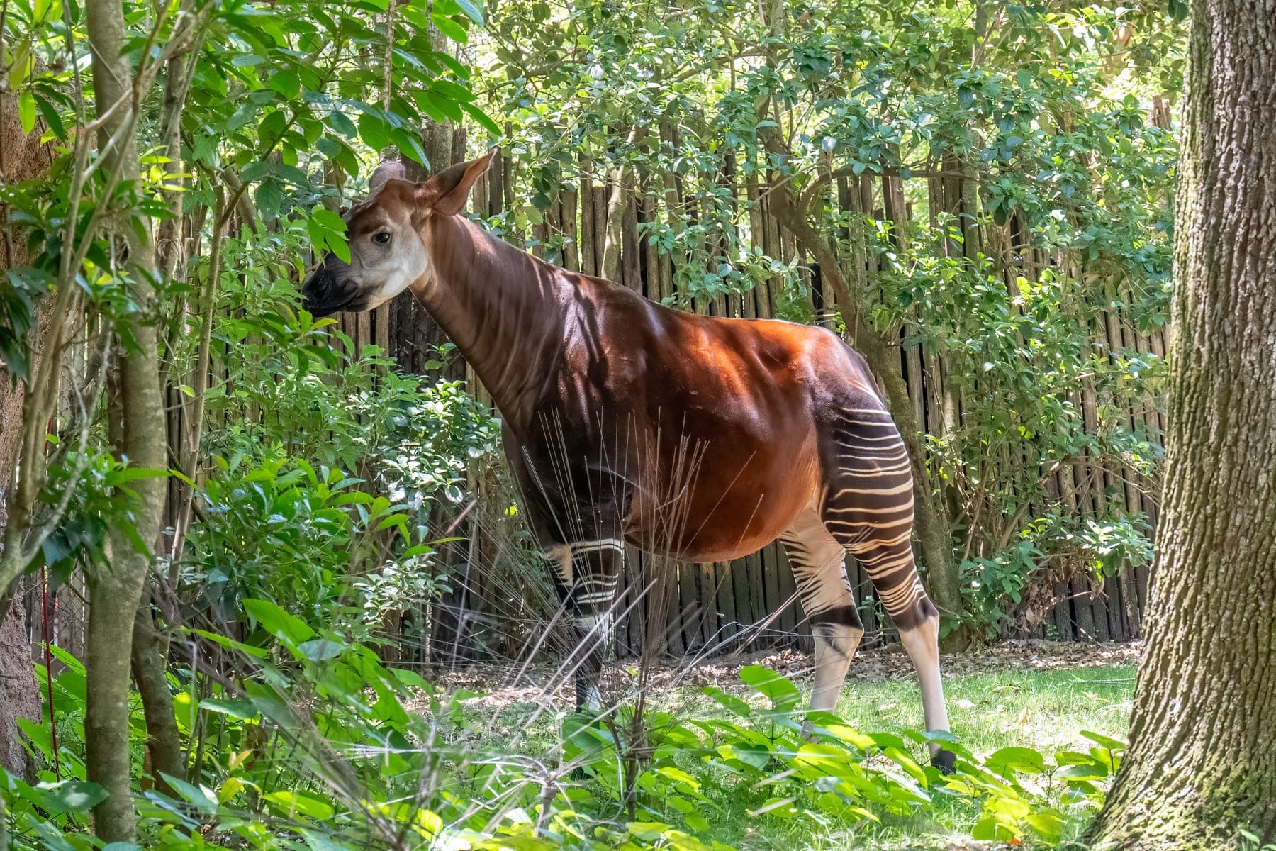 An okapi standing among dense green foliage in shaded forest