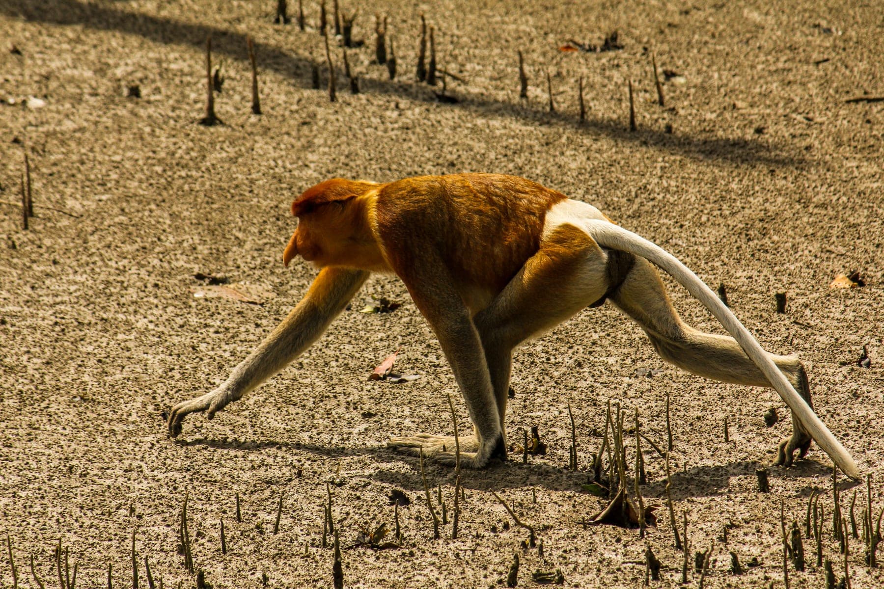 A proboscis monkey crossing a mangrove swamp at Bako National Park, Borneo
