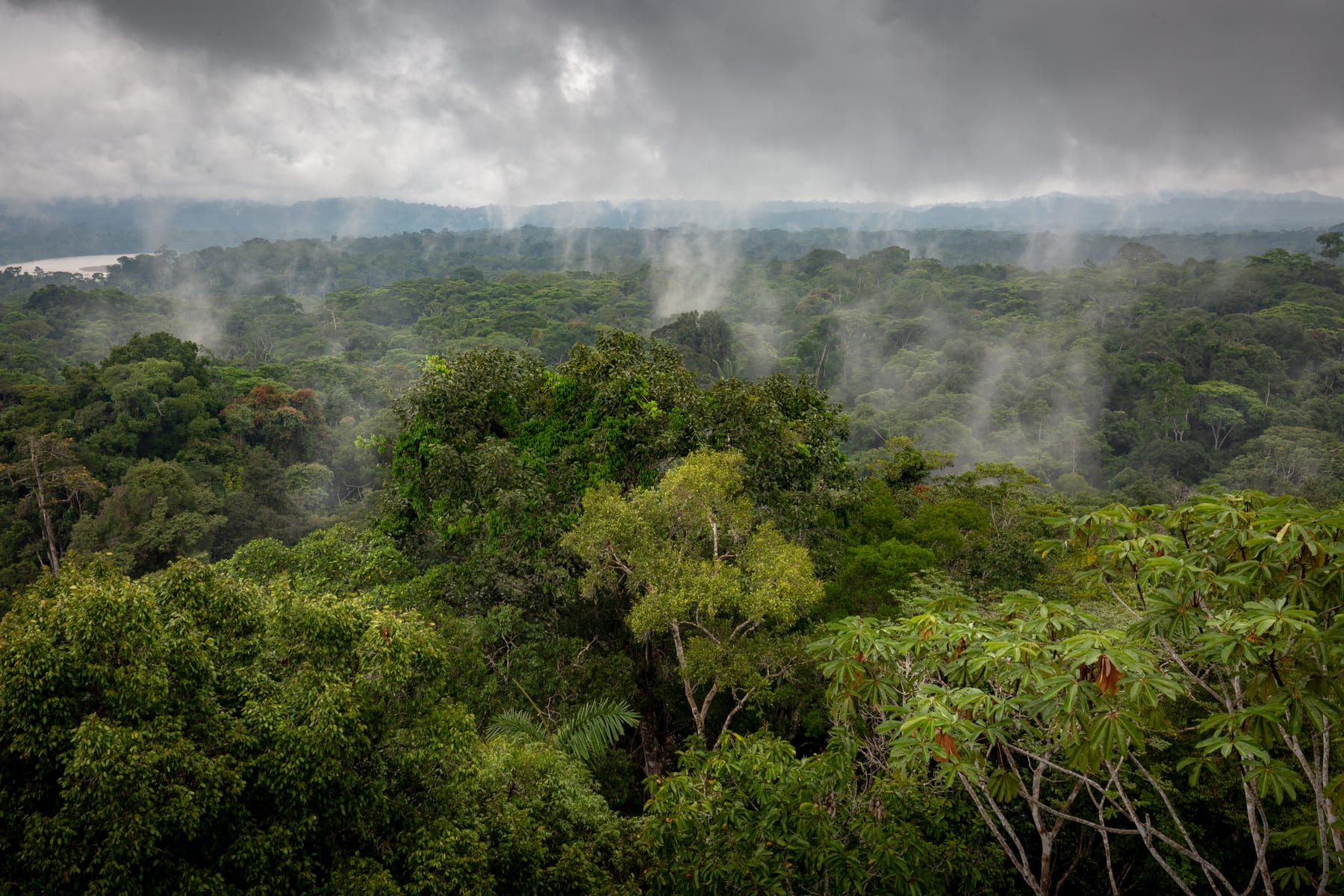 Aerial view above the rainforest canopy in Ecuador after rain