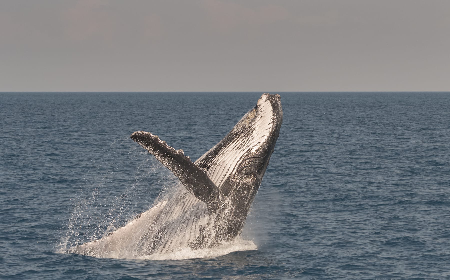 A humpback whale breaching off Hervey Bay, Queensland
