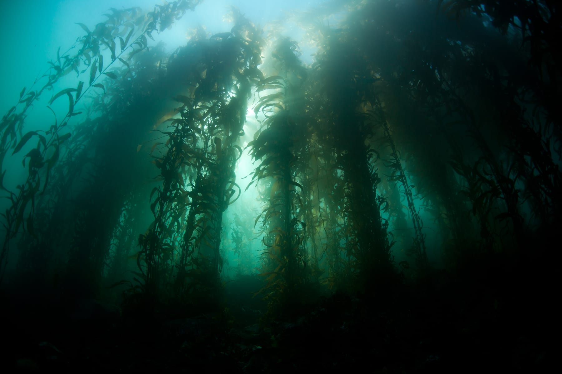 Sunlight through a kelp forest canopy in Monterey Bay, California