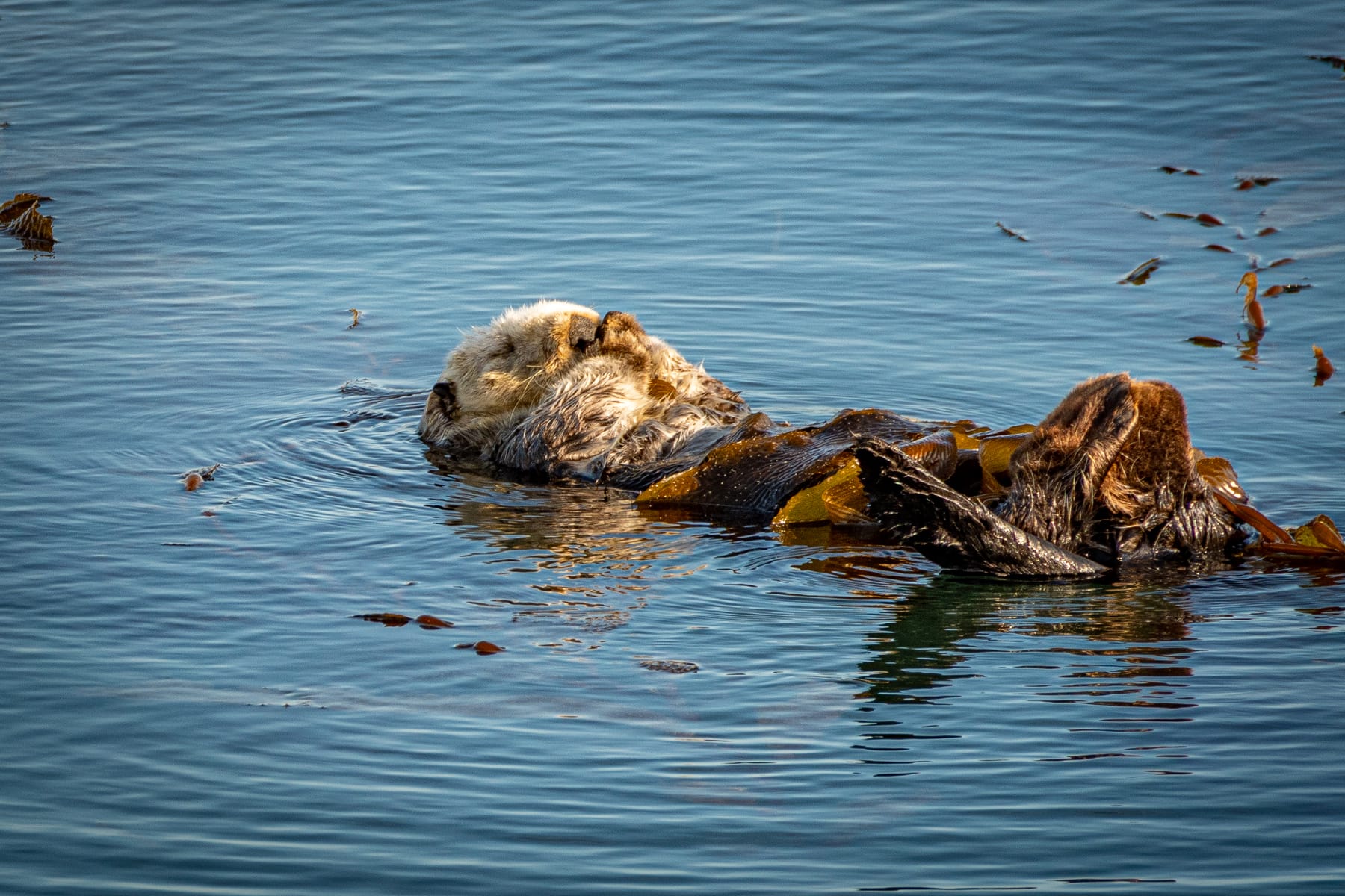 A sea otter floating in kelp