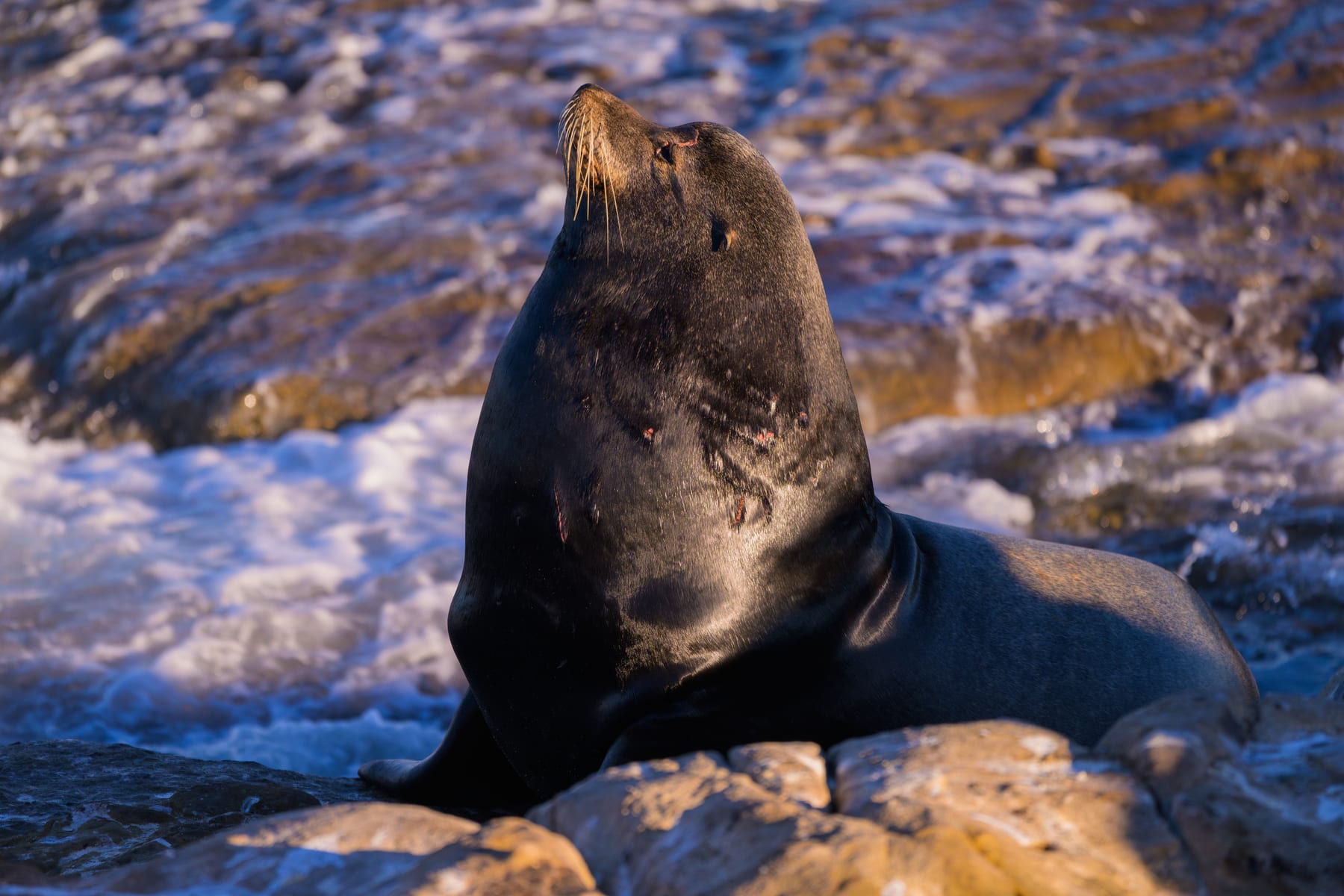 A bull California sea lion on rocks at La Jolla, California