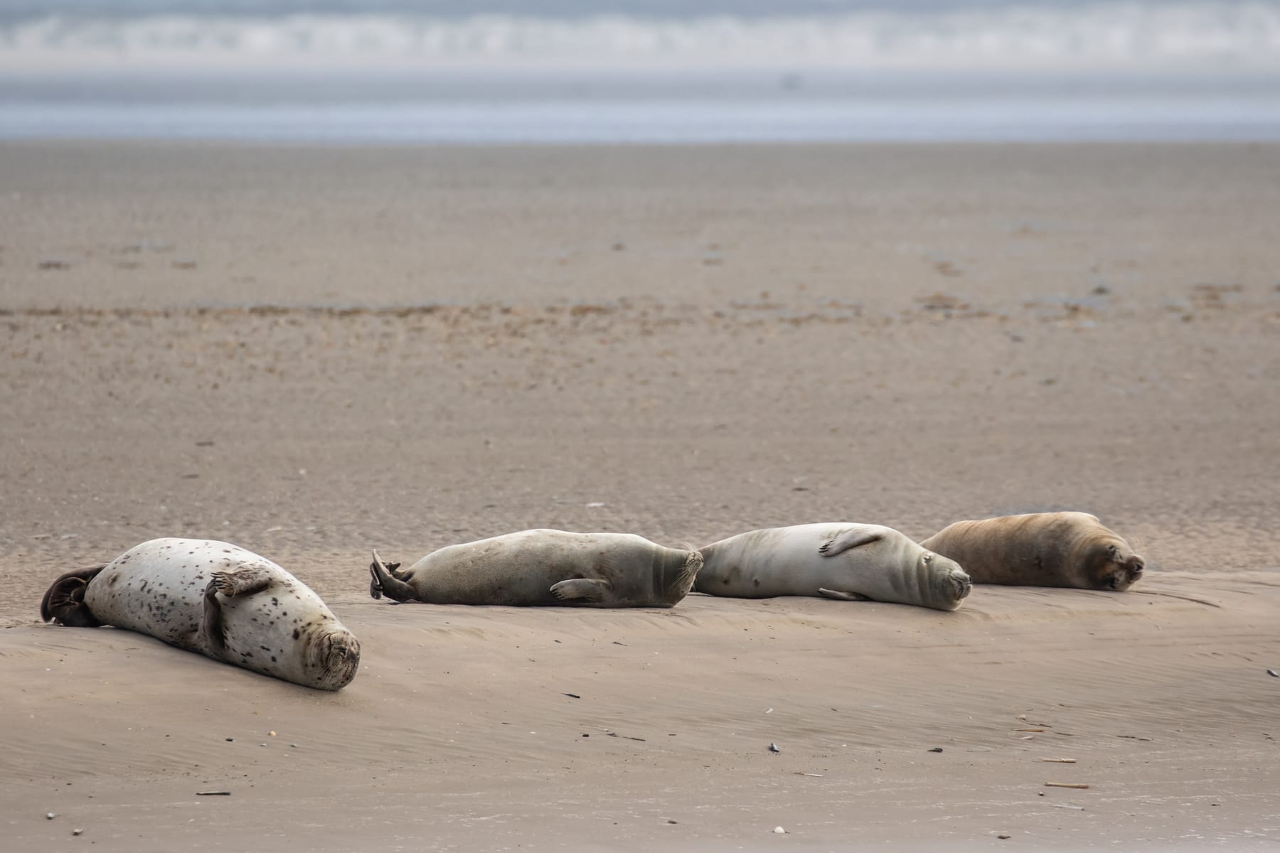 A group of common seals hauled out on a sandbank at low tide