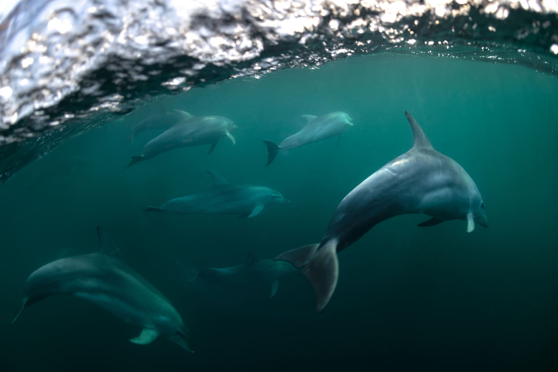 A pod of bottlenose dolphins swimming just below the surface