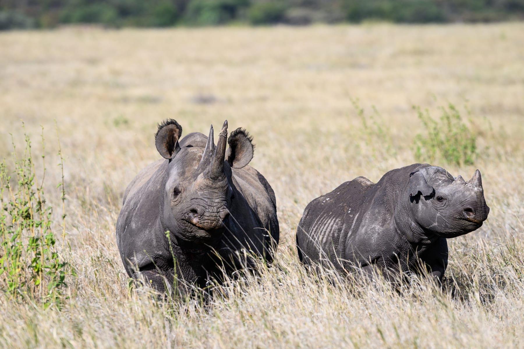Black rhino mother and calf in grass savanna, Lewa Conservancy, Kenya