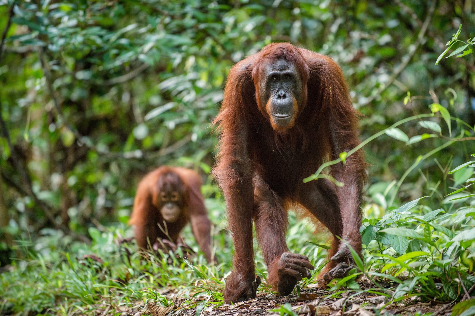 Wild Bornean orangutan in tropical rainforest, Borneo, Indonesia