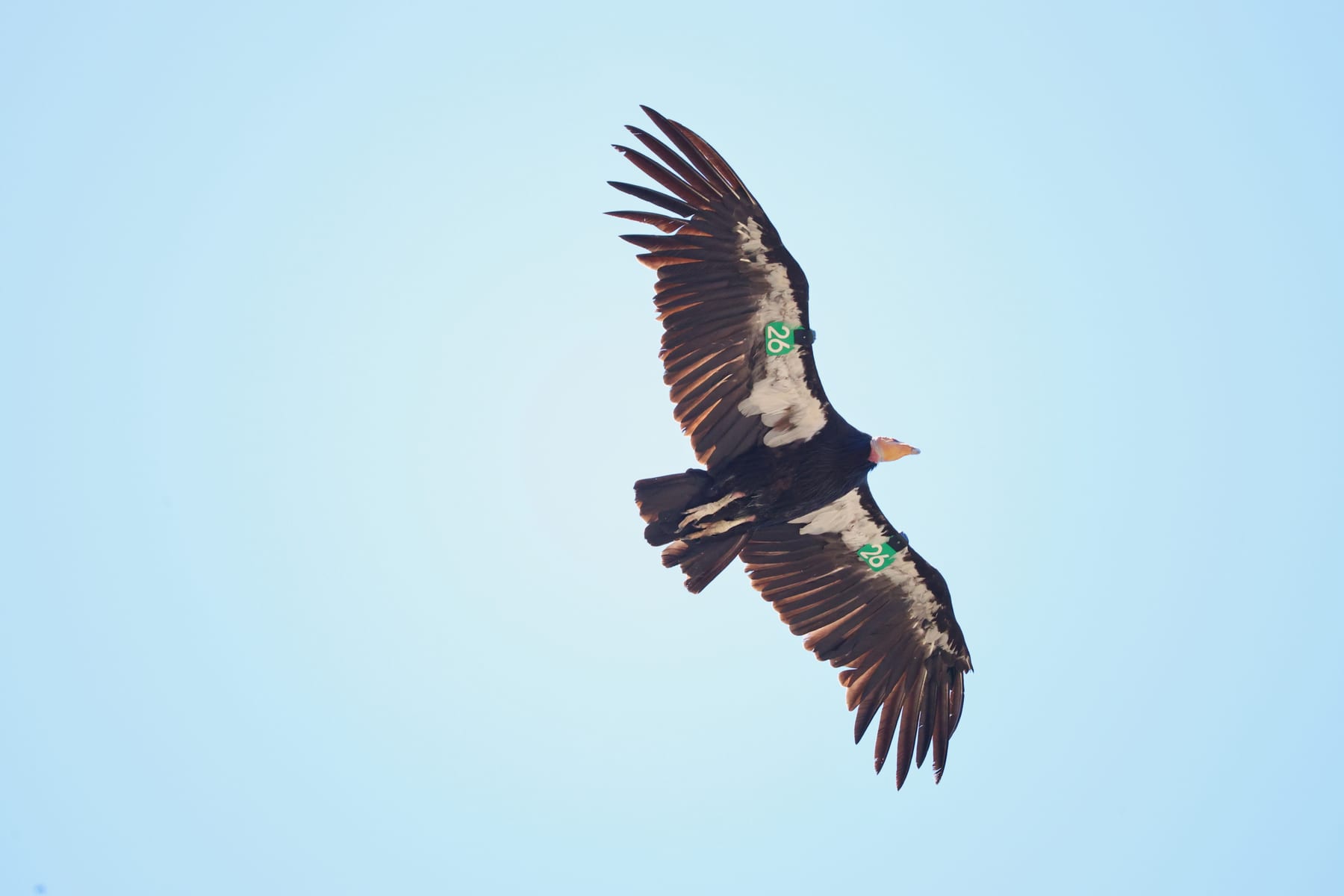 Wild tagged California condor soaring above the cliffs of Pinnacles National Park, California