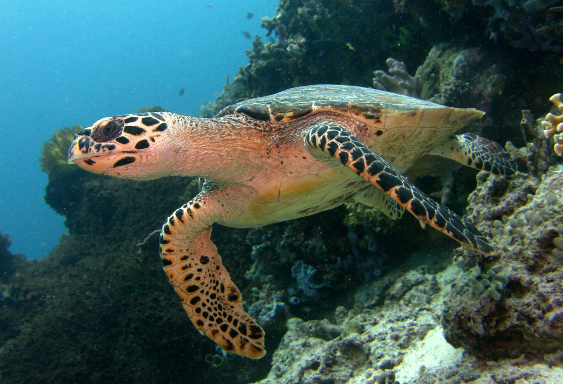 Hawksbill turtle over coral reef in Komodo National Park, Indonesia