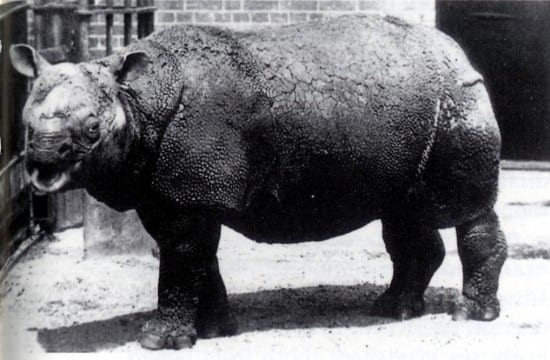 A Javan rhinoceros photographed at London Zoo in 1874