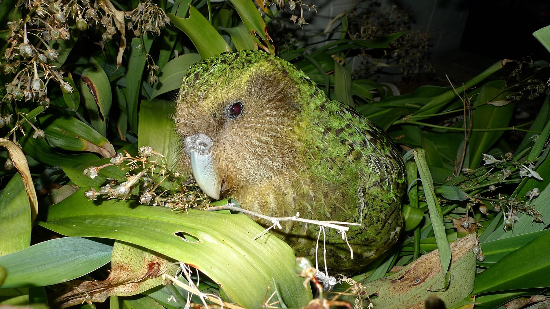 Sirocco, a kakapo, on a predator-free island in New Zealand